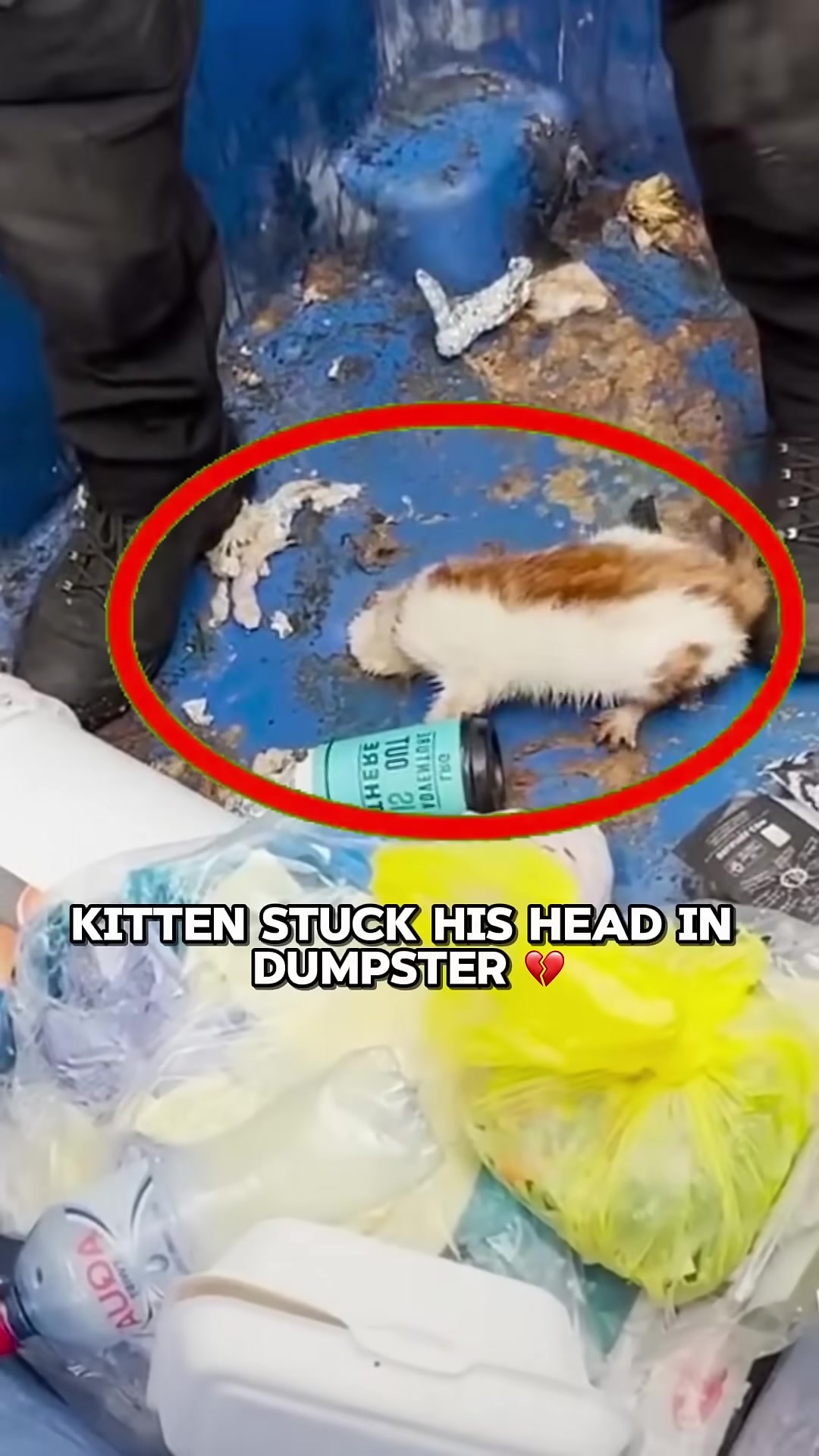 A small kitten with its head stuck inside a blue dumpster.