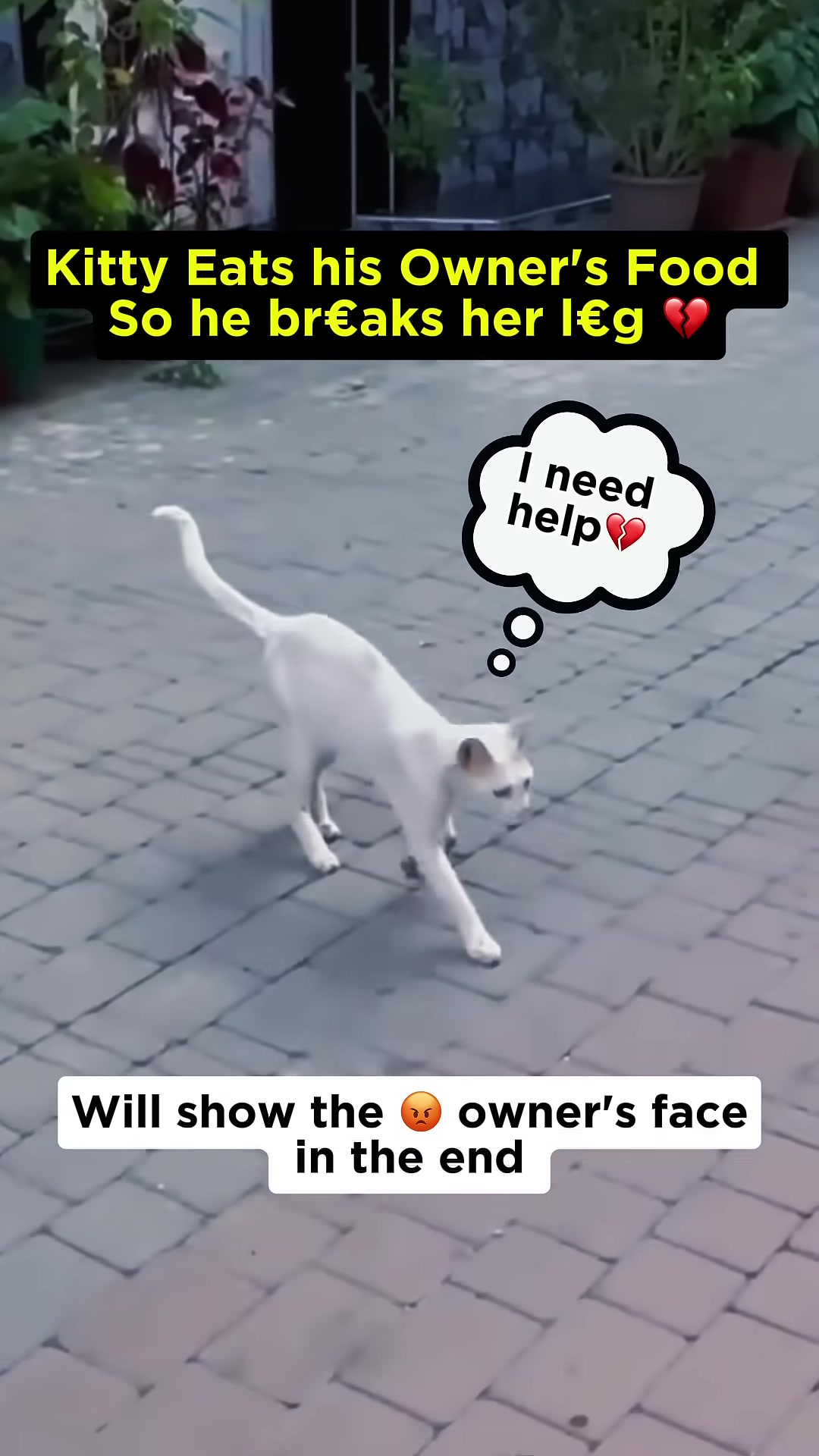 A white cat with a visibly injured leg lies on a paved ground, looking distressed.