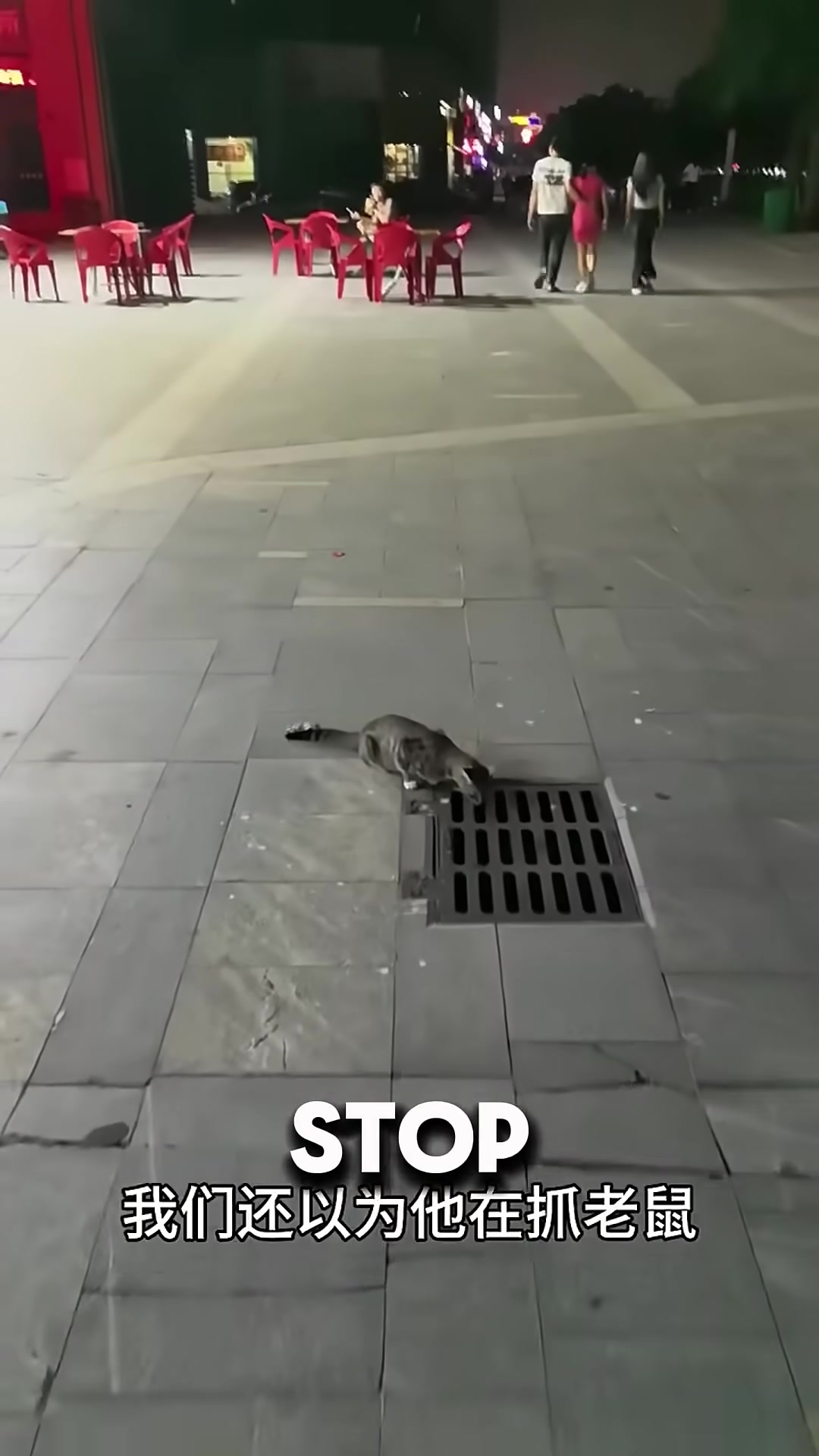 A gray cat sits on the pavement, staring intently into a dark sewer grate.