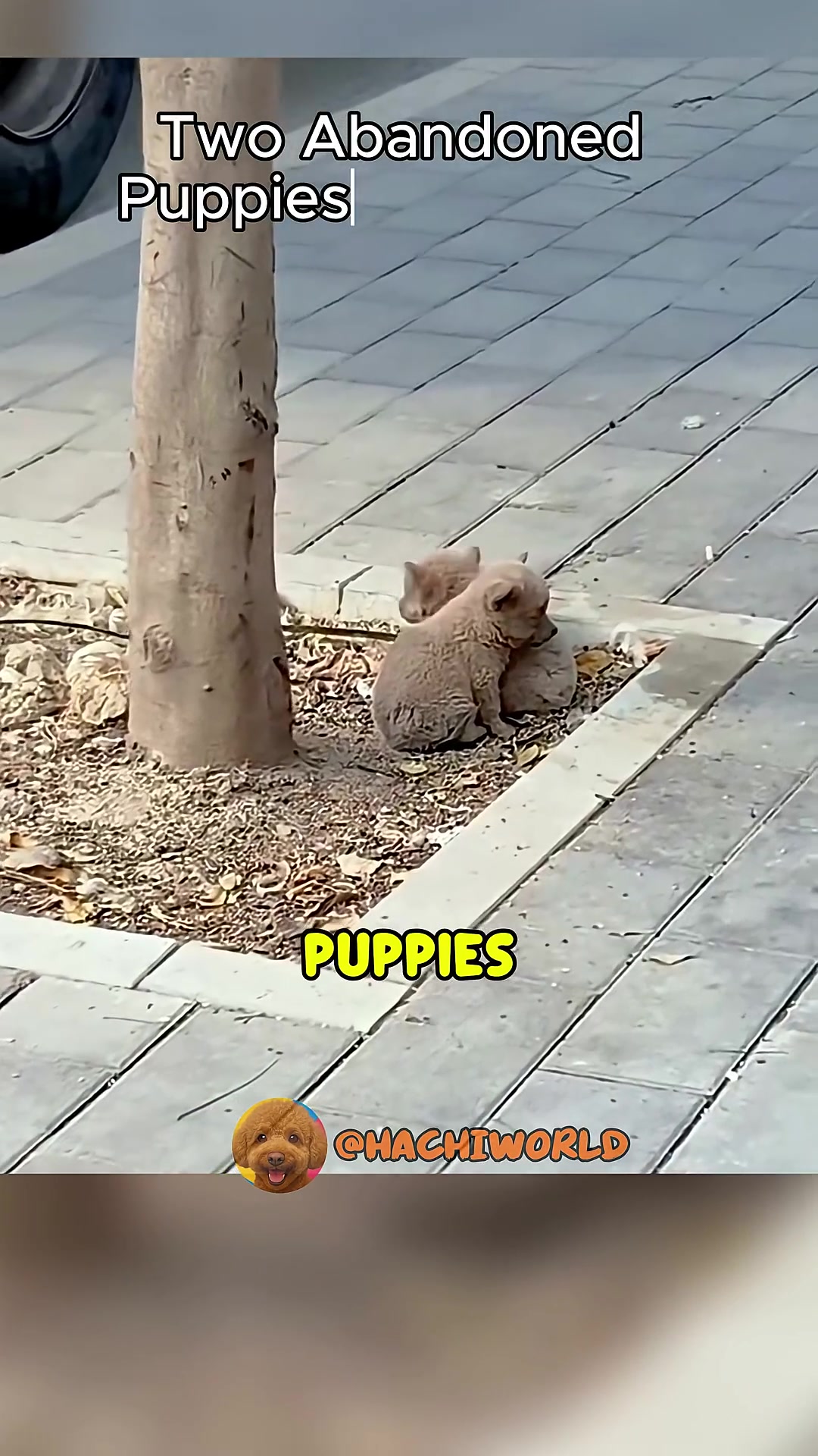Two small, dusty puppies huddled together for warmth beside a tree on a sidewalk.