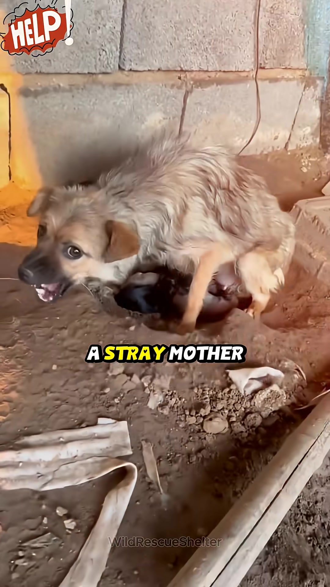 A thin, light-brown mother dog is curled up, shielding several dark-colored puppies from view.