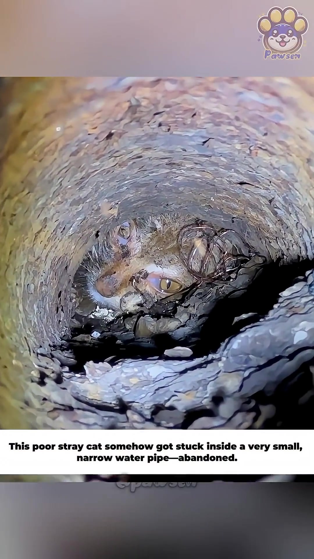 Close-up of a scared kitten's face peeking out from a narrow, dark pipe.