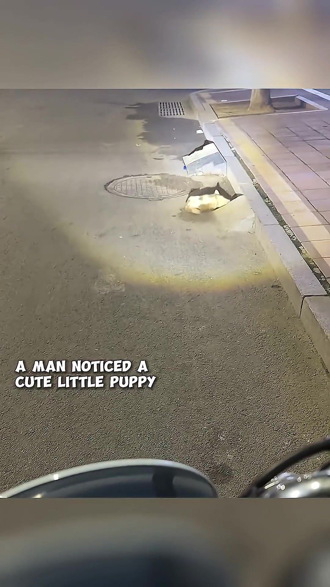 A small puppy is seen stumbling and falling on the side of the road.