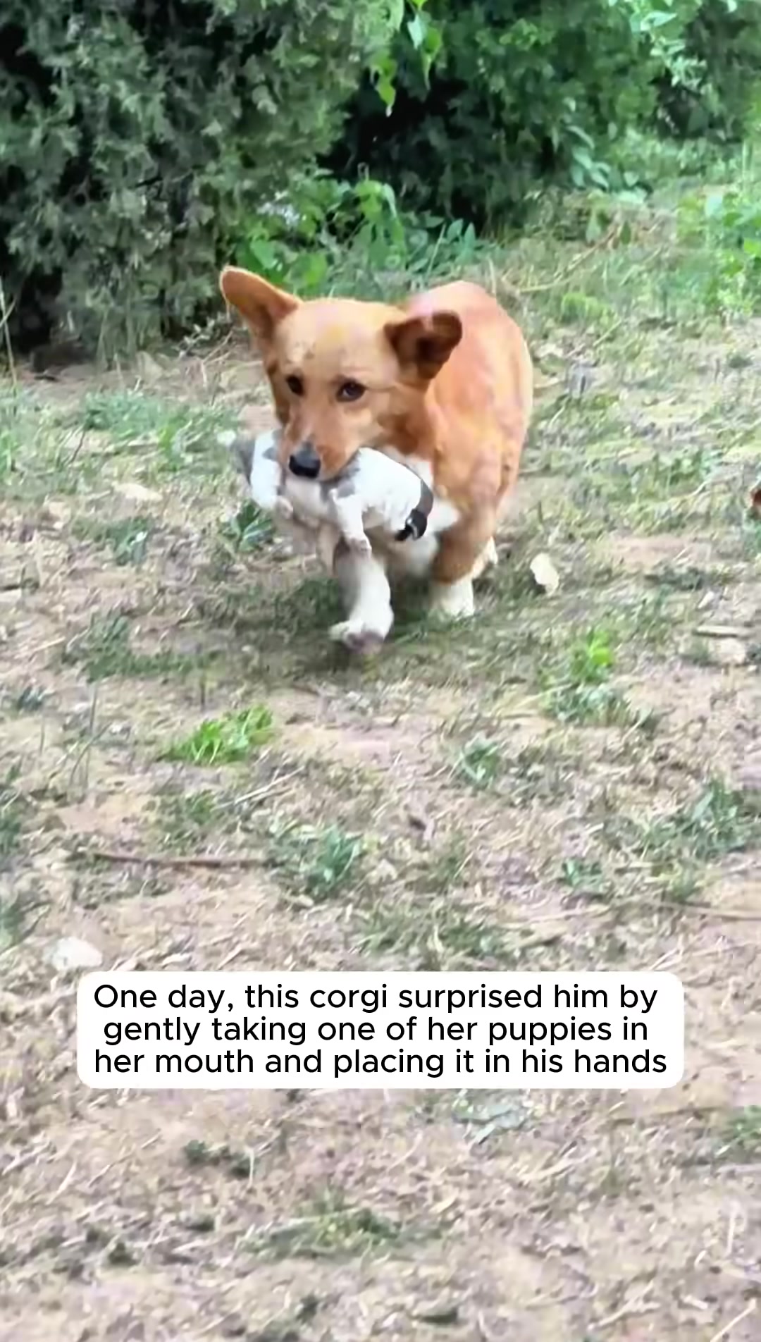 A corgi gently places a puppy into a person's hands.