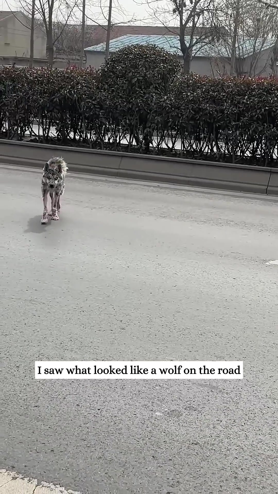 A thin, sickly husky is seen walking on the side of a wet road.