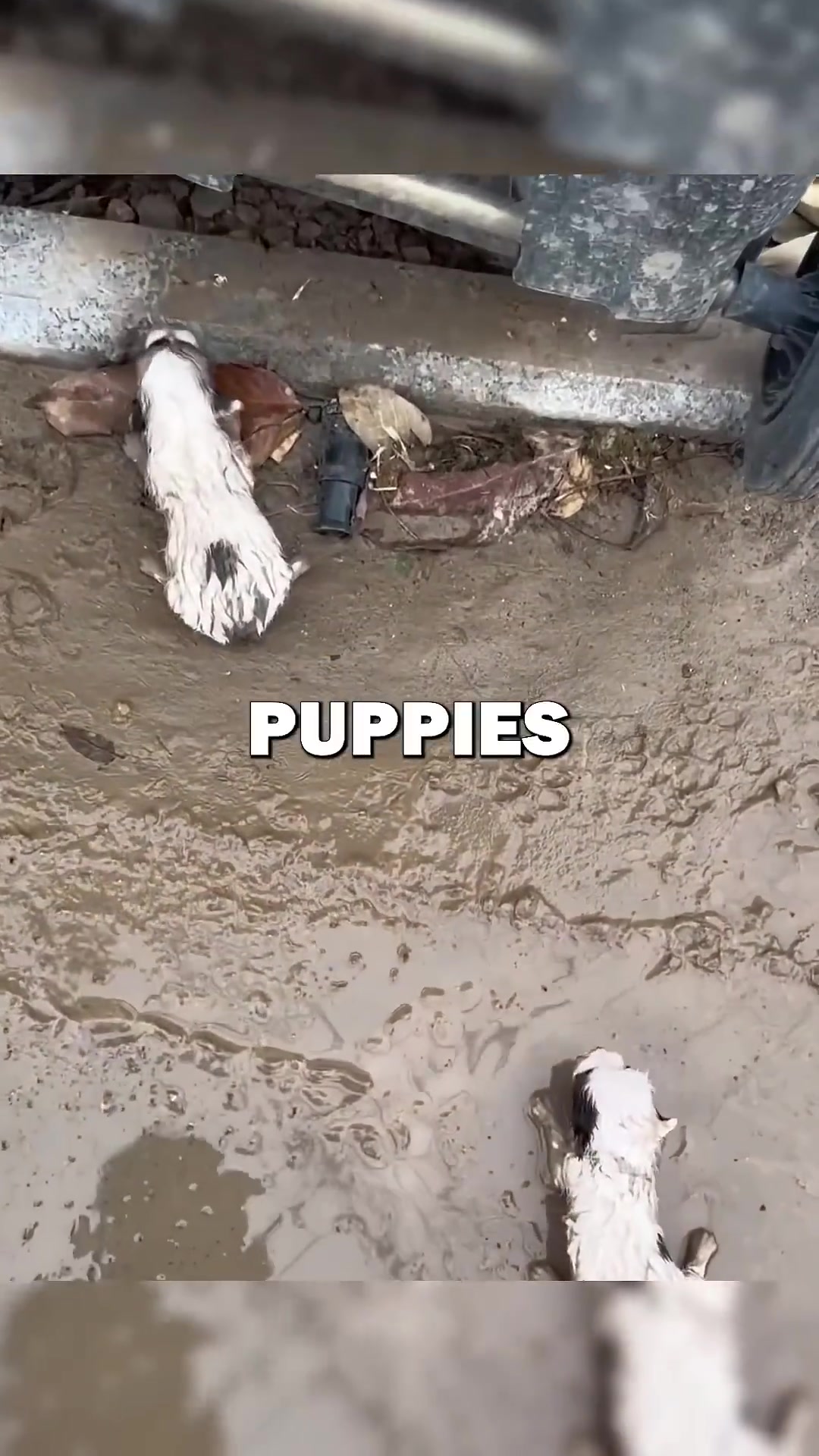 Two small, dirty puppies lying in mud near a trash can.