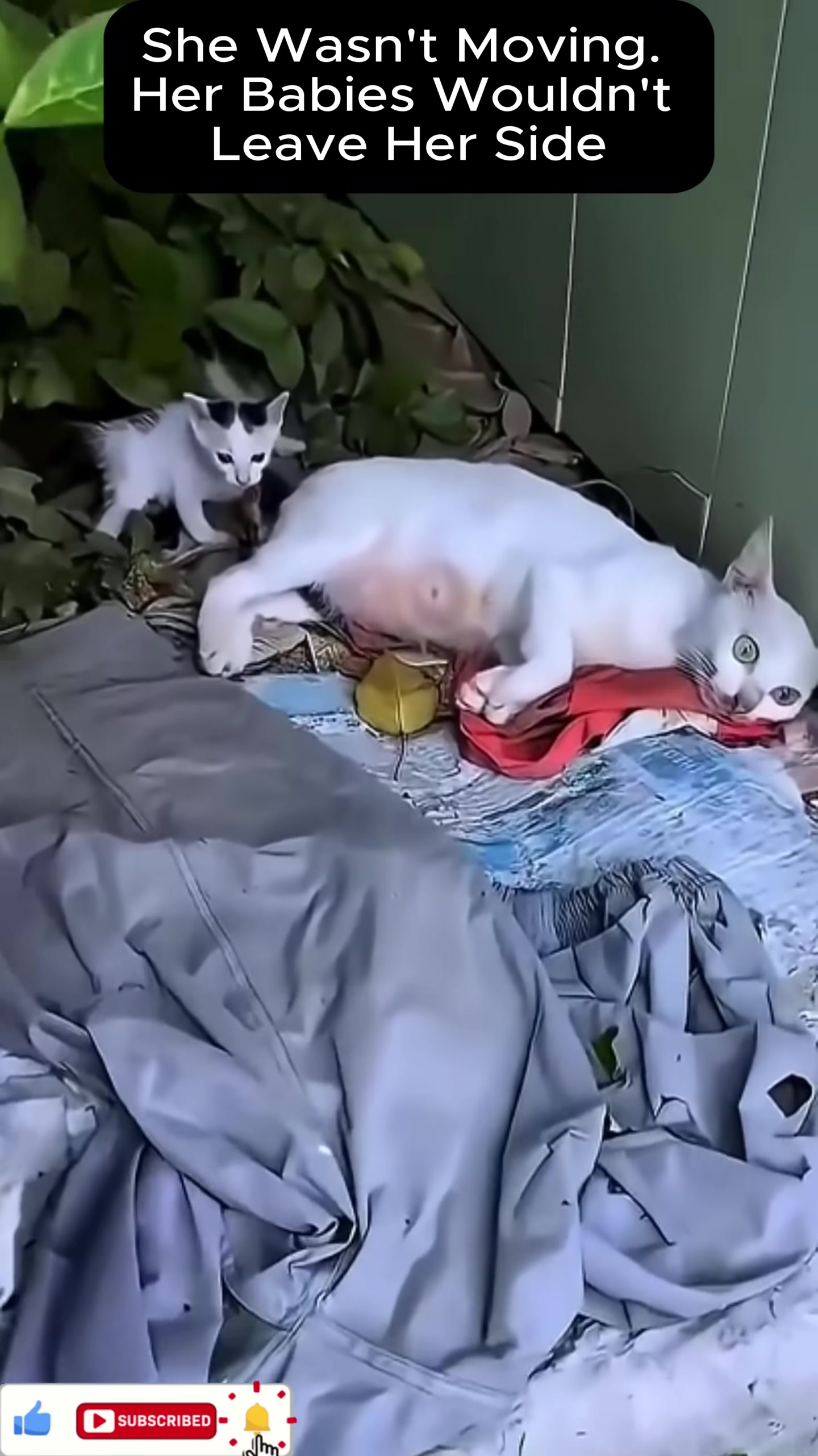 A mother cat lies unresponsive on the ground, surrounded by her small kittens who stay close to her.