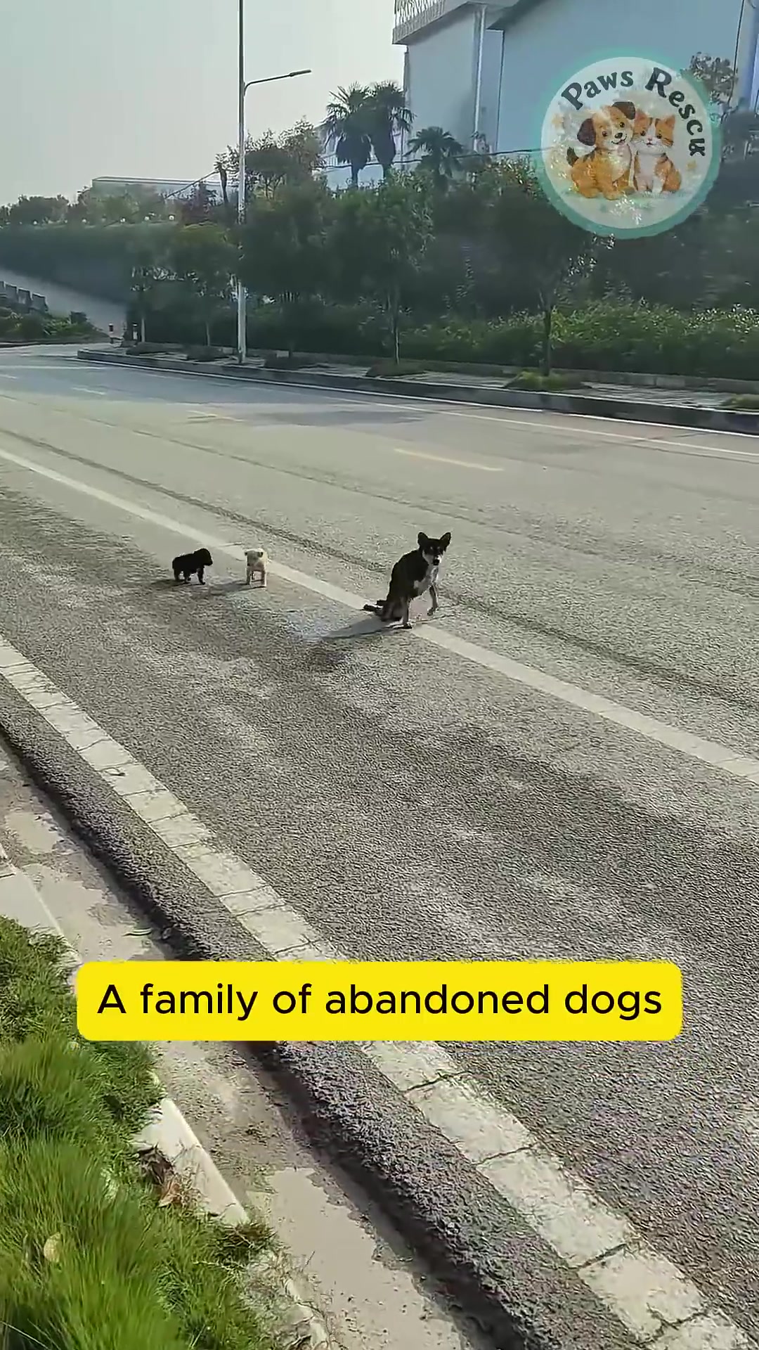 A mother dog with two small puppies on the side of a road.