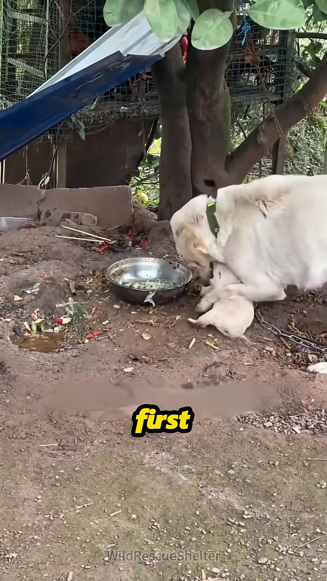 A mother dog nudging or biting a very young puppy near a food bowl.