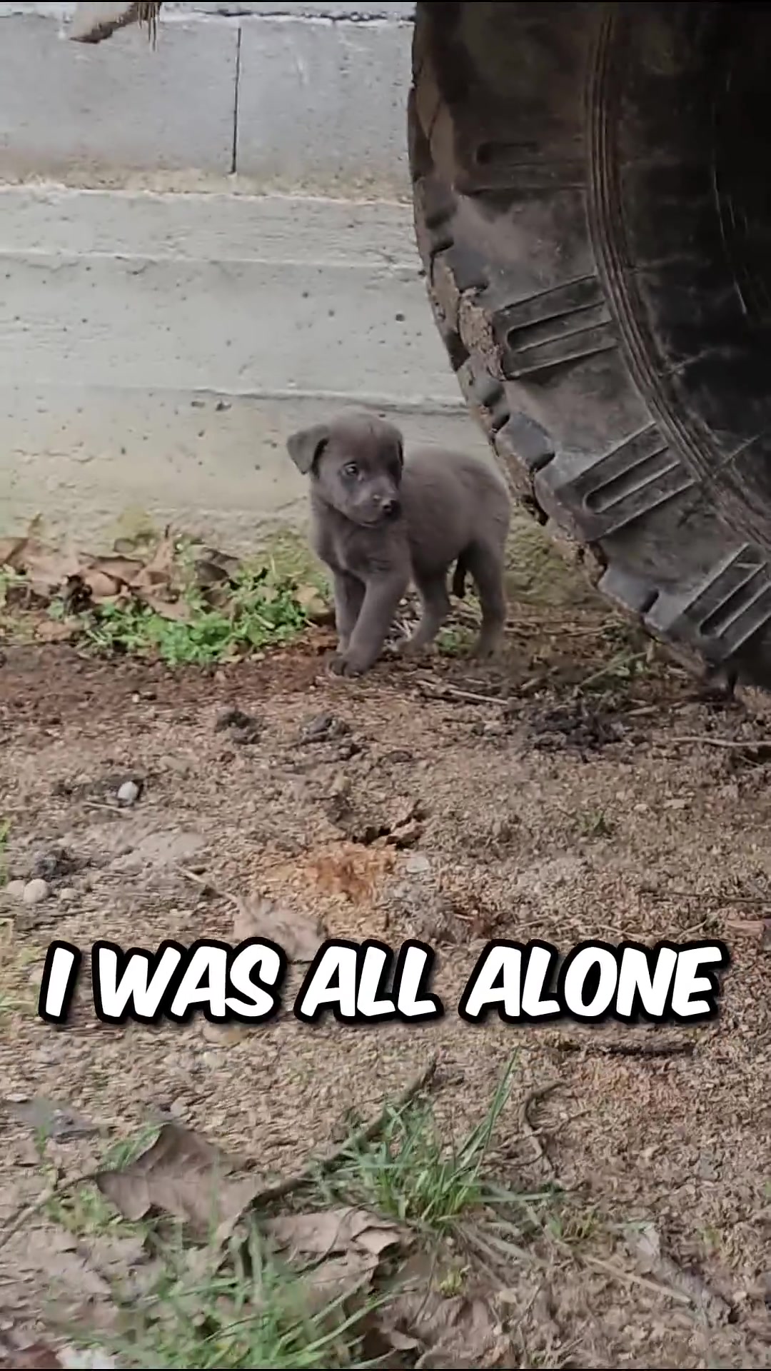 A small, grey puppy stands alone and looks scared near a large tire and a concrete wall.