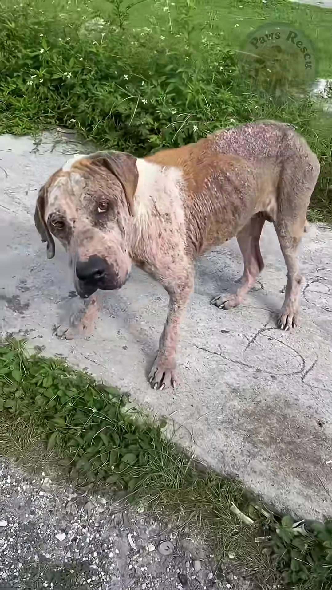A dog with a severe skin condition stands on a concrete path, looking frail and neglected.