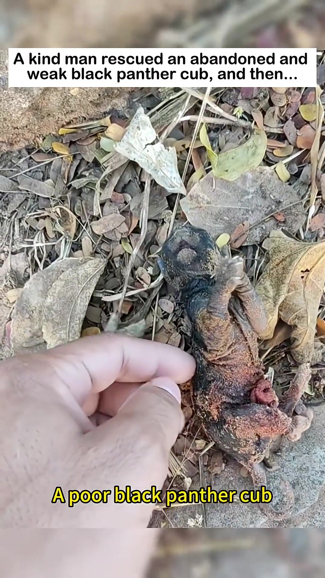 A hand gently touching a very small, weak black panther cub lying on the ground.