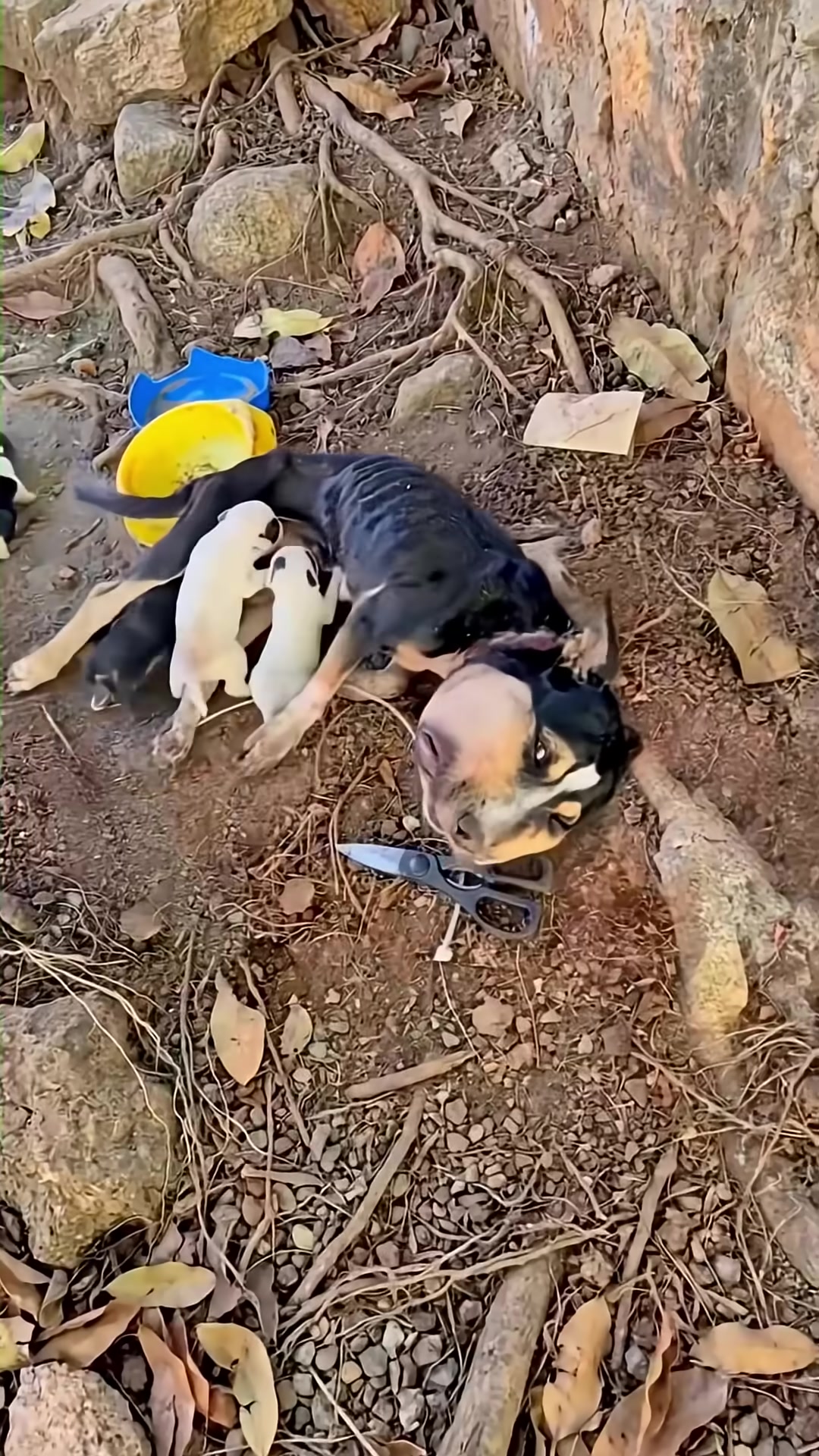 A weak mother dog nurses her newborn puppies in a desolate outdoor setting, with a pair of scissors lying nearby.