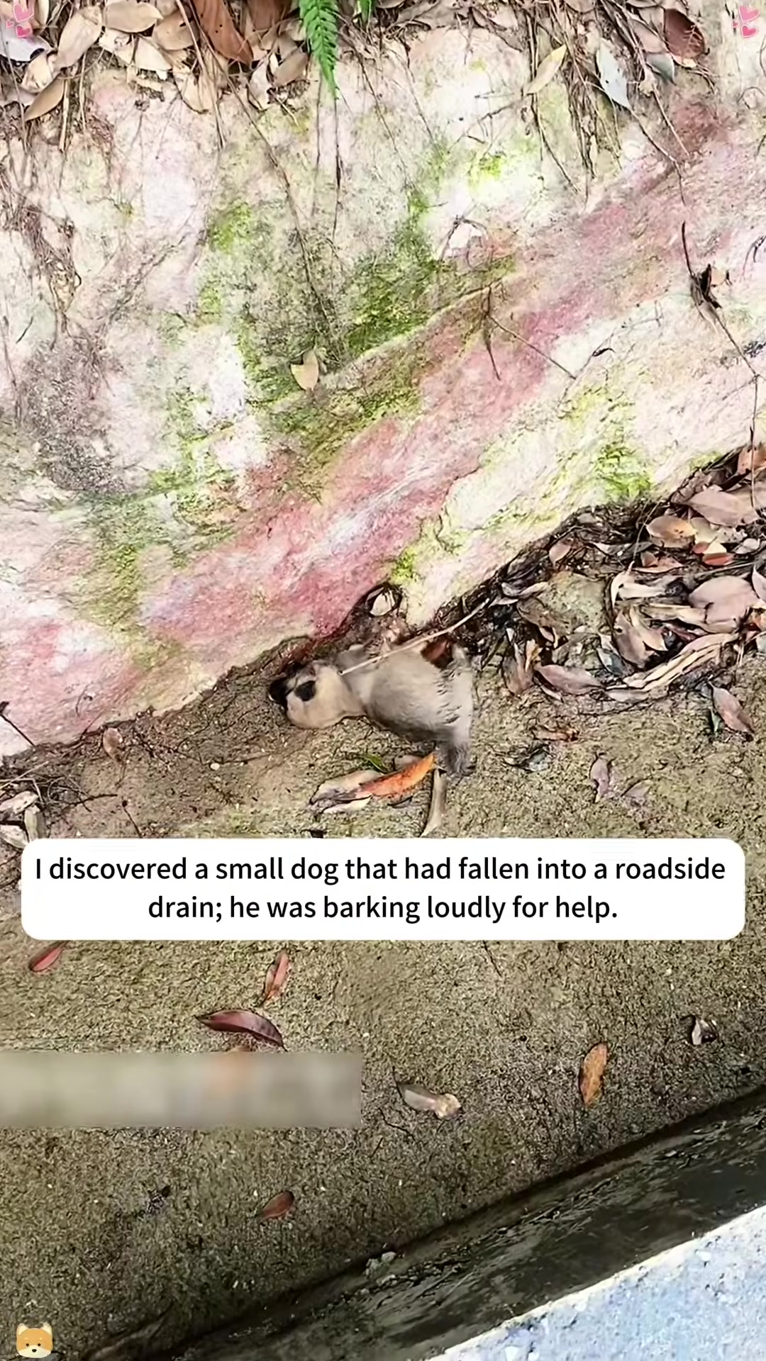 A small, dirty puppy is visible in a dark roadside drain, looking distressed.