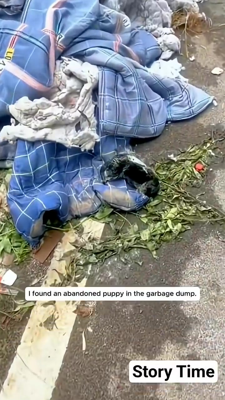 A small, wet, black puppy is seen nestled amongst blue and white blankets in a garbage dump.