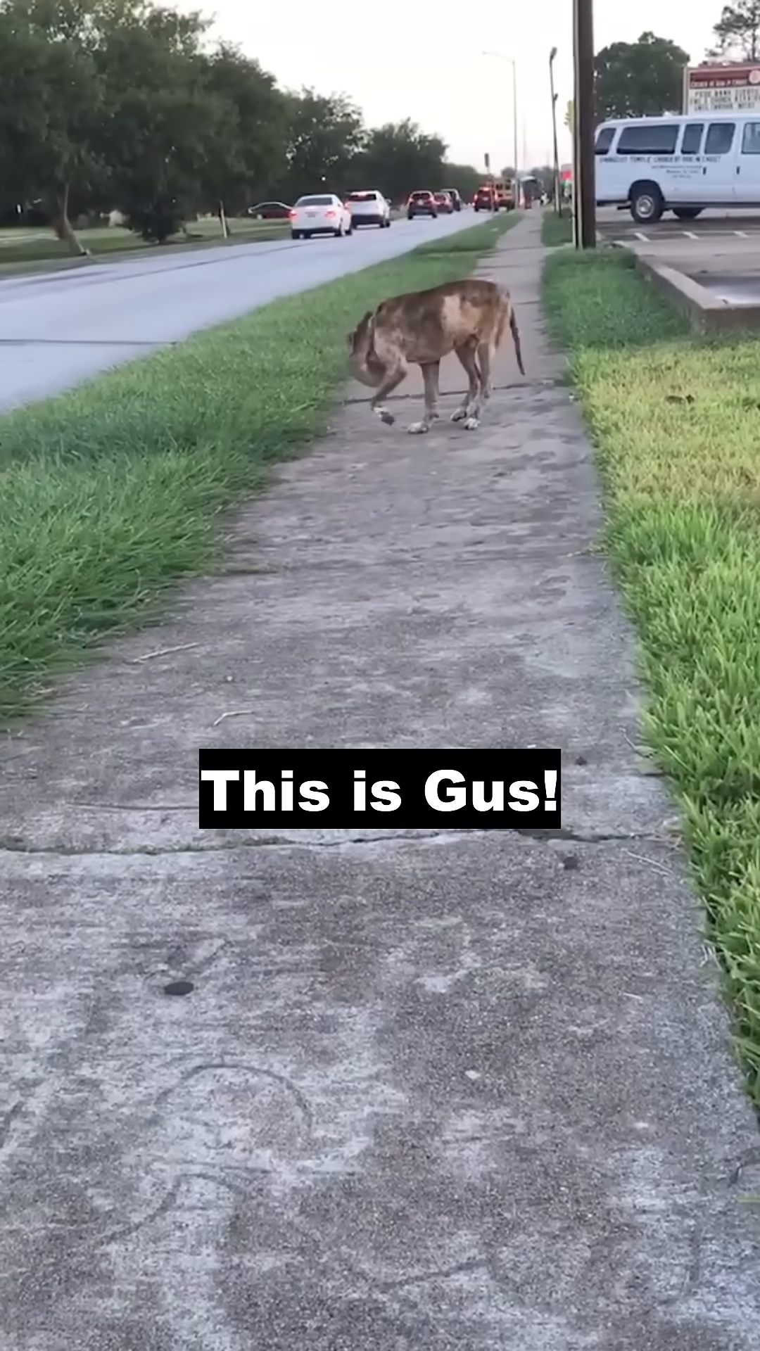 A dog with a swollen head walks on a sidewalk next to a road.