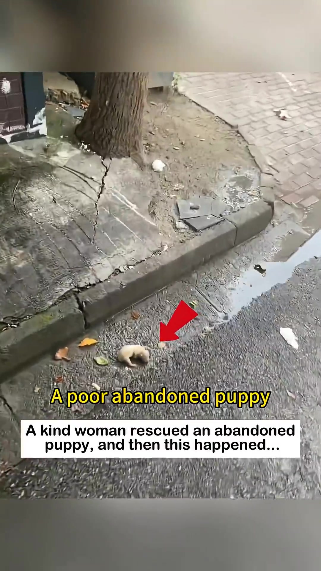 A tiny, light-colored puppy lying alone on the wet ground near a curb.