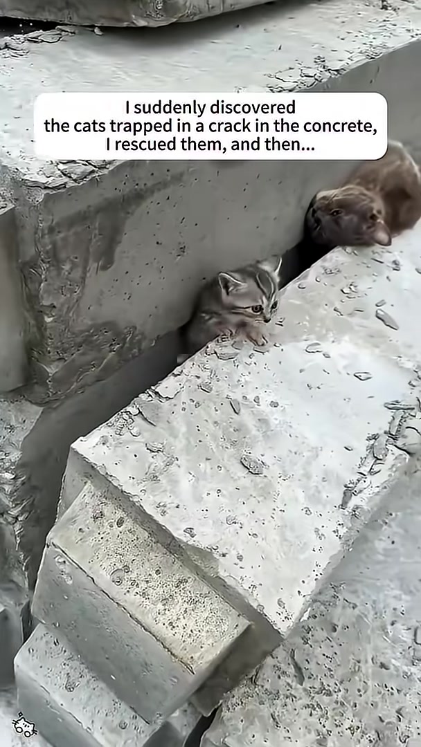 A tiny kitten peeks out from a narrow crack in concrete blocks, looking scared.