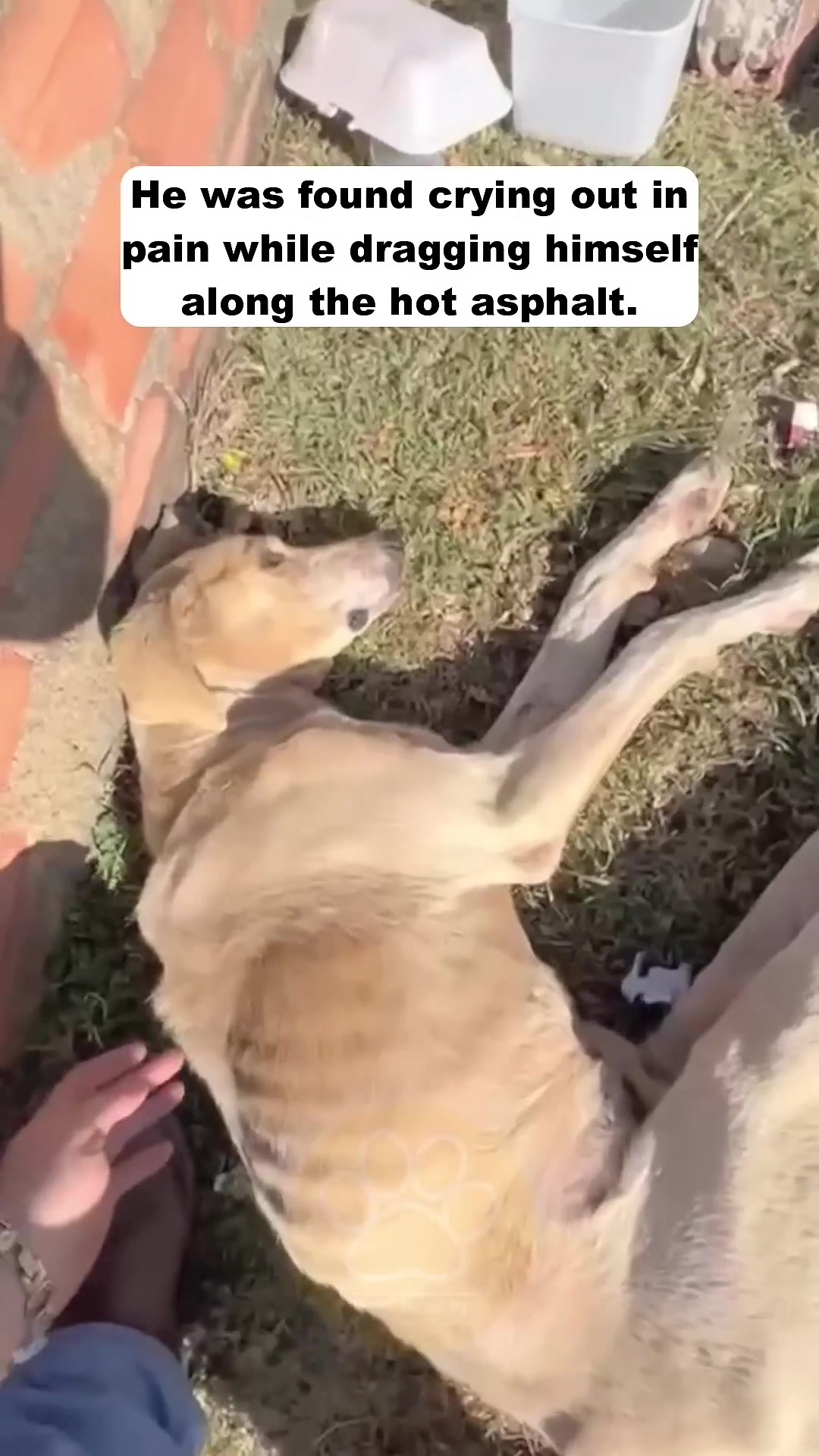 A thin, pale dog is sitting on the asphalt with its tongue hanging out, looking distressed.