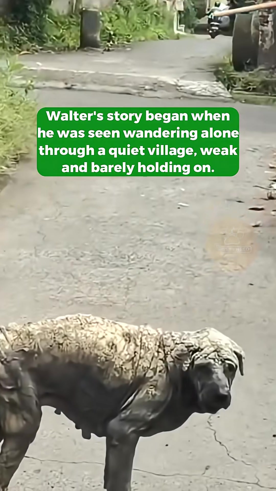 A severely emaciated dog with skin lesions stands on a road.