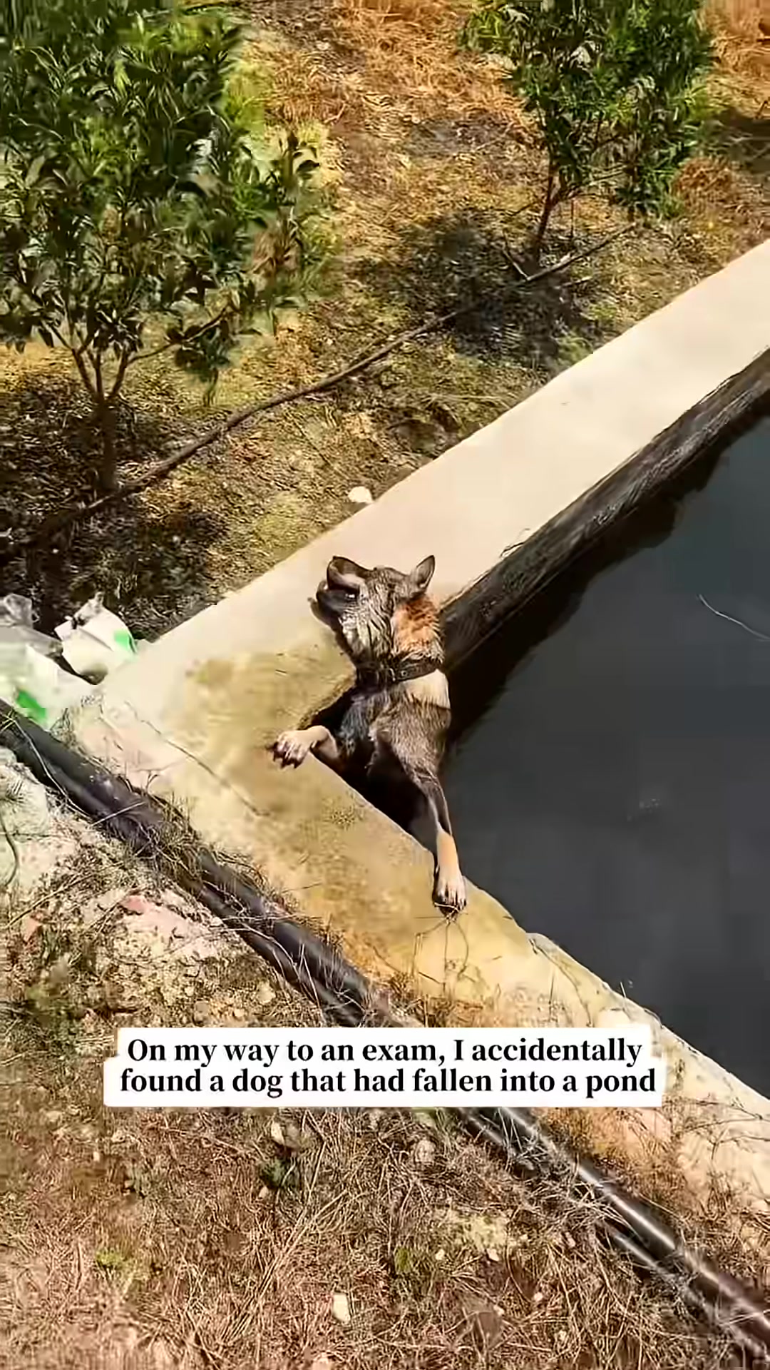 A dog is struggling to get out of a pond, with its paws on the edge.
