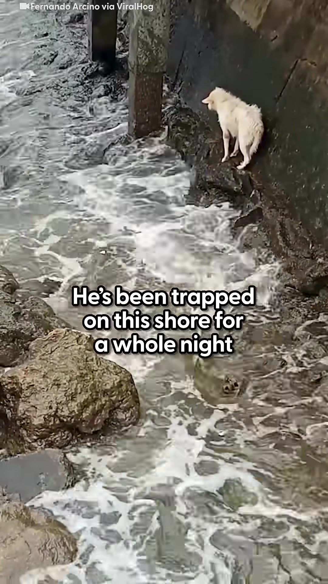 A small white dog stands on a rocky shore, looking out at the rough water.