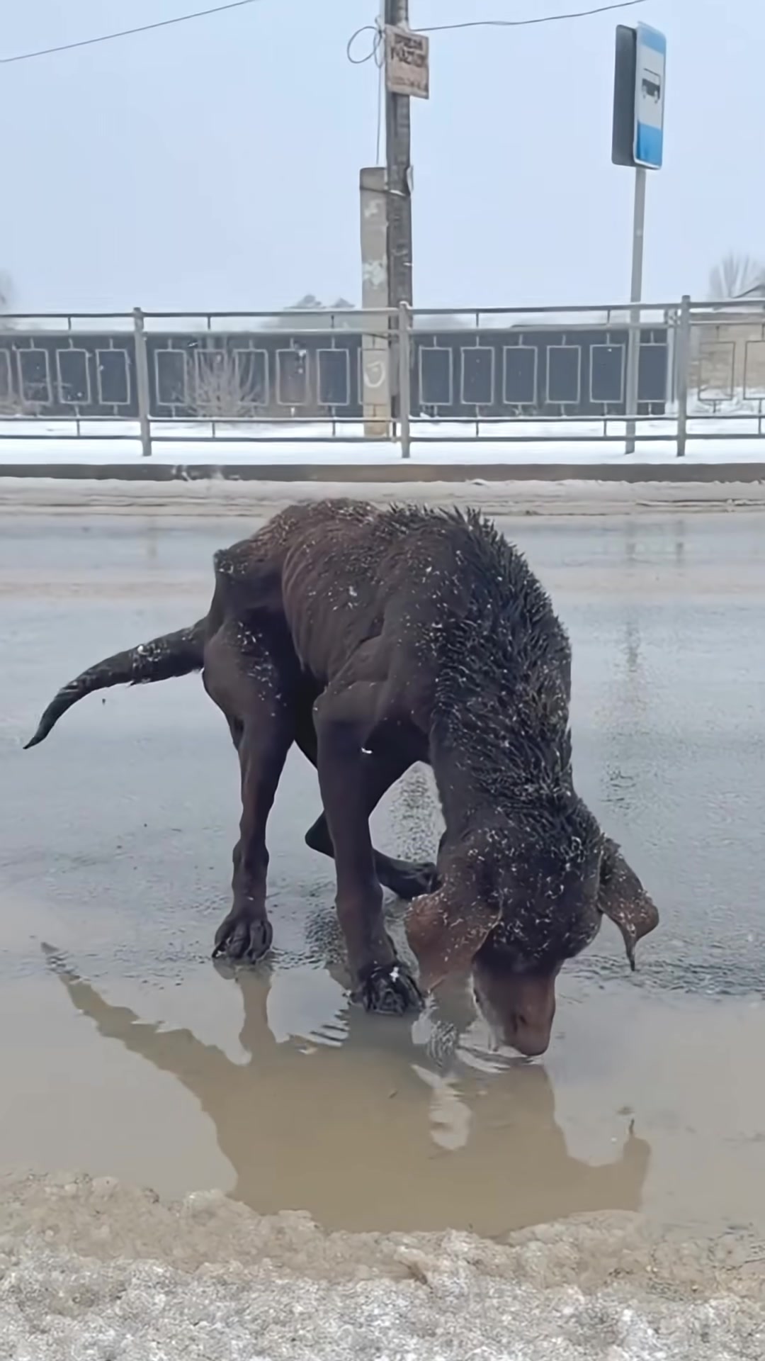 A thin, dark-colored dog lies on a wet, cold road, head down, drinking from a puddle.