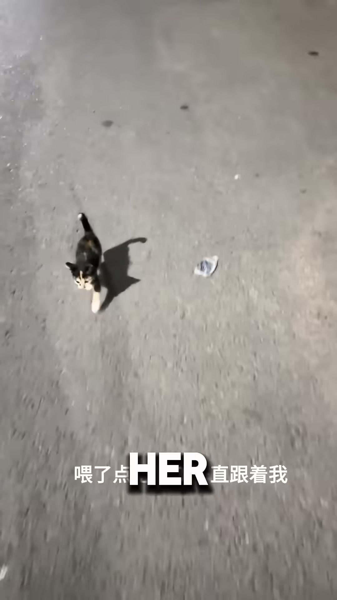 A woman kneeling down to offer food to a tiny stray kitten on the street.