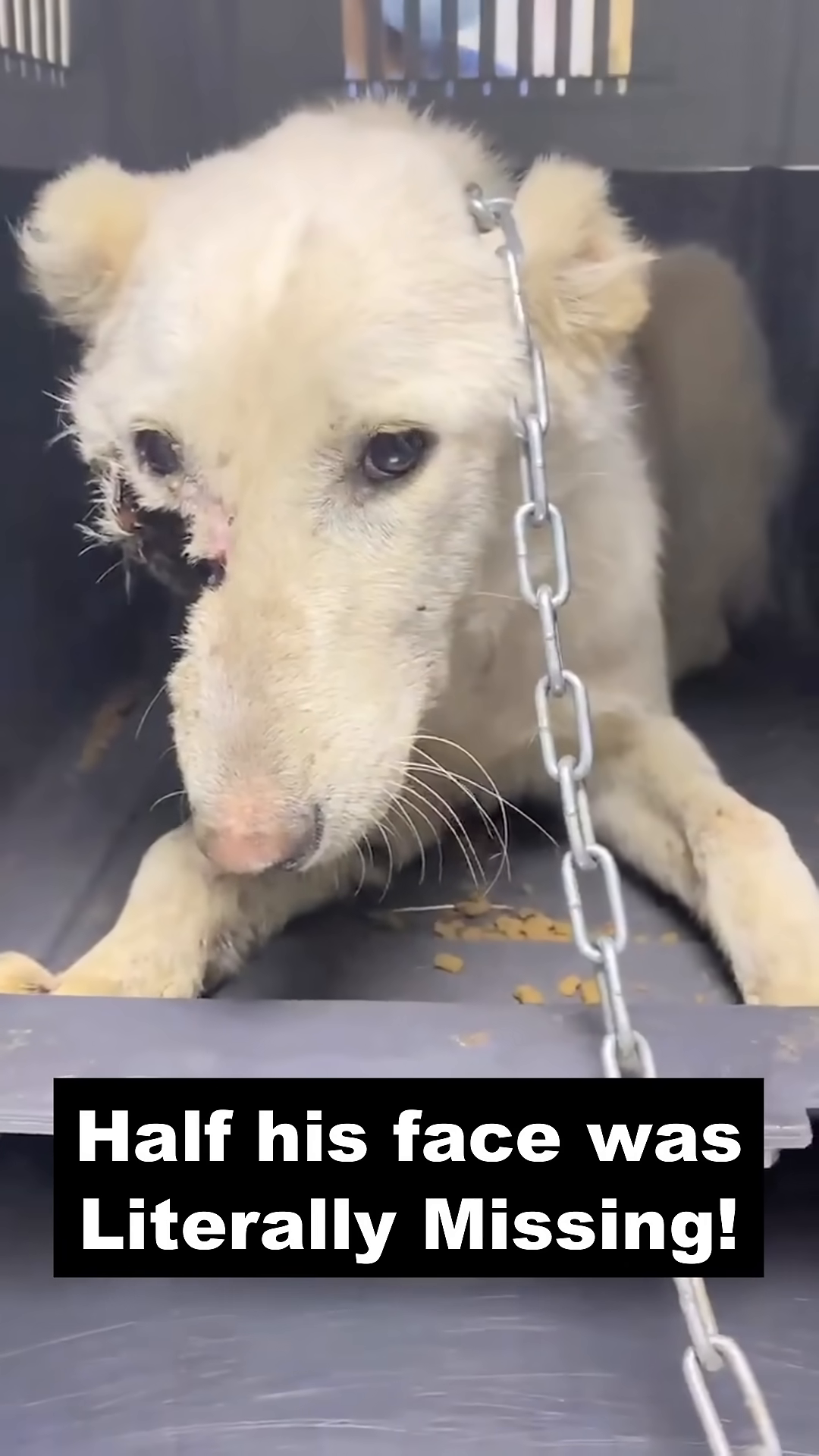 A white dog with a severely injured face, lying in a crate.