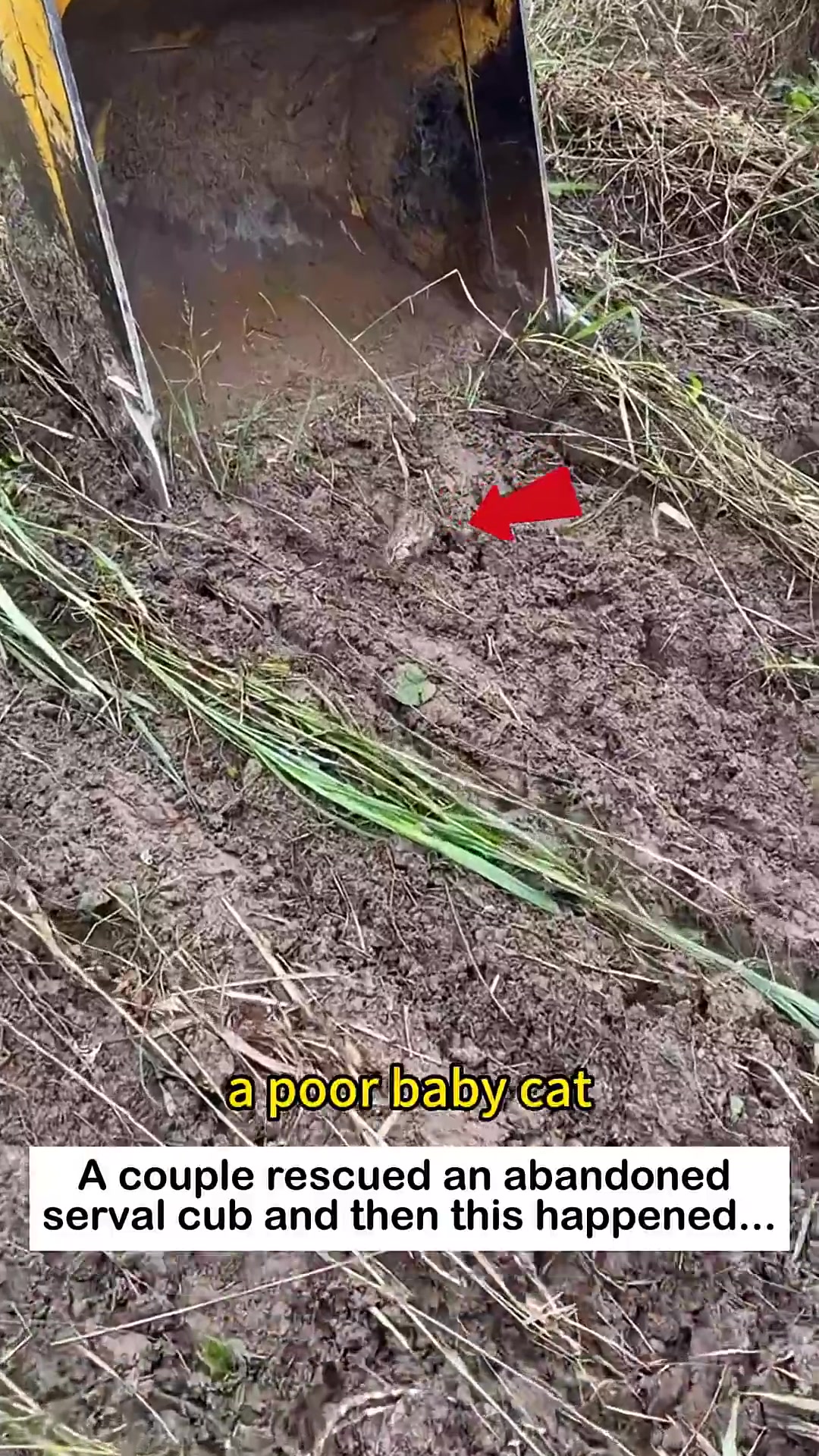 A tiny serval cub is seen in the mud, looking vulnerable.