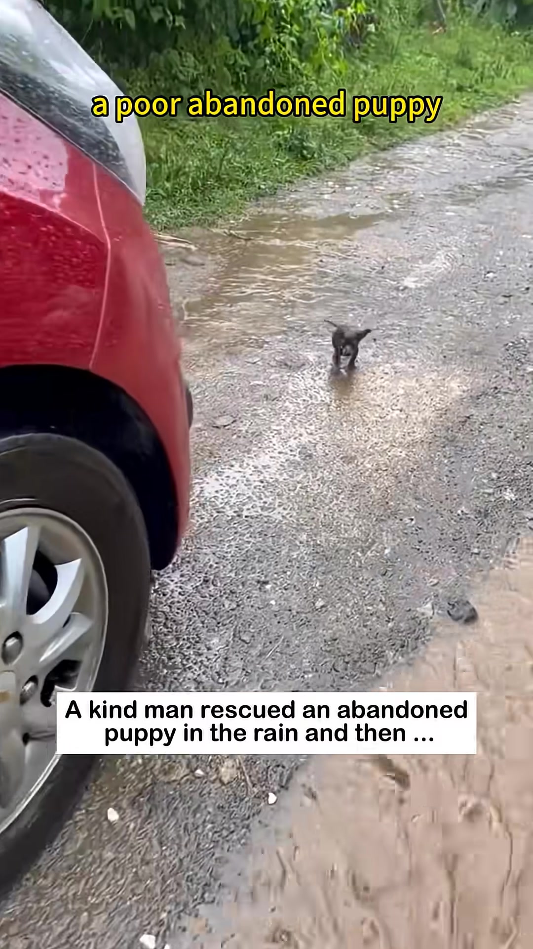 A tiny, wet puppy stands alone on a gravel road in the rain.