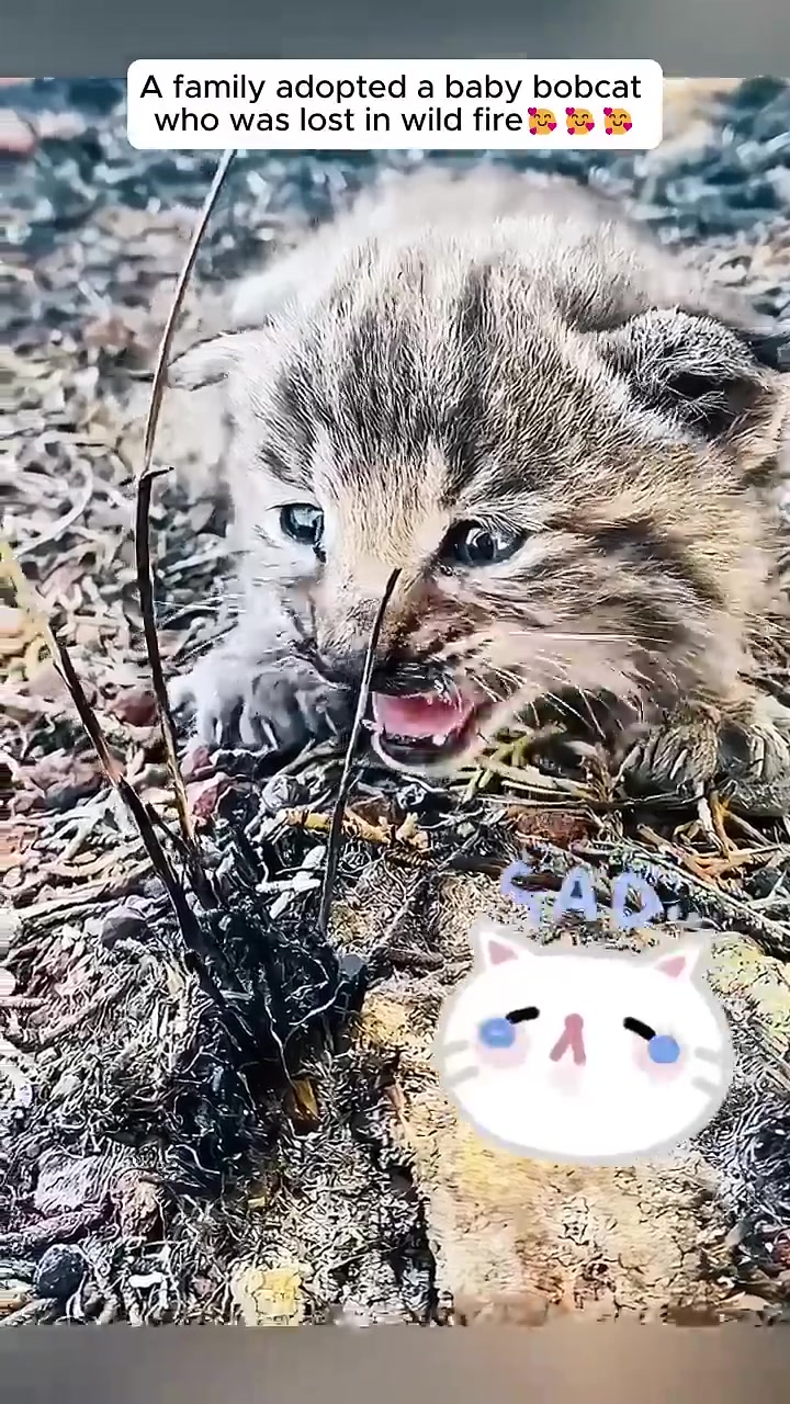 A very young, scared bobcat kitten lies on the ground, its fur matted and eyes wide.