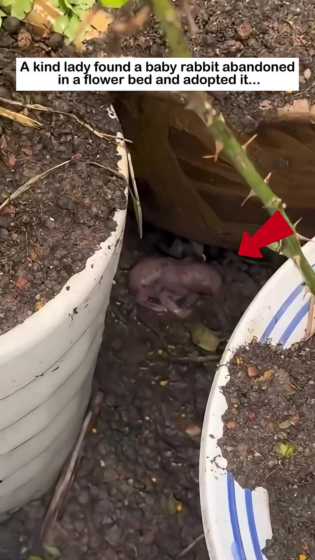 A tiny, pink baby rabbit, eyes closed, lies curled up in the dirt.