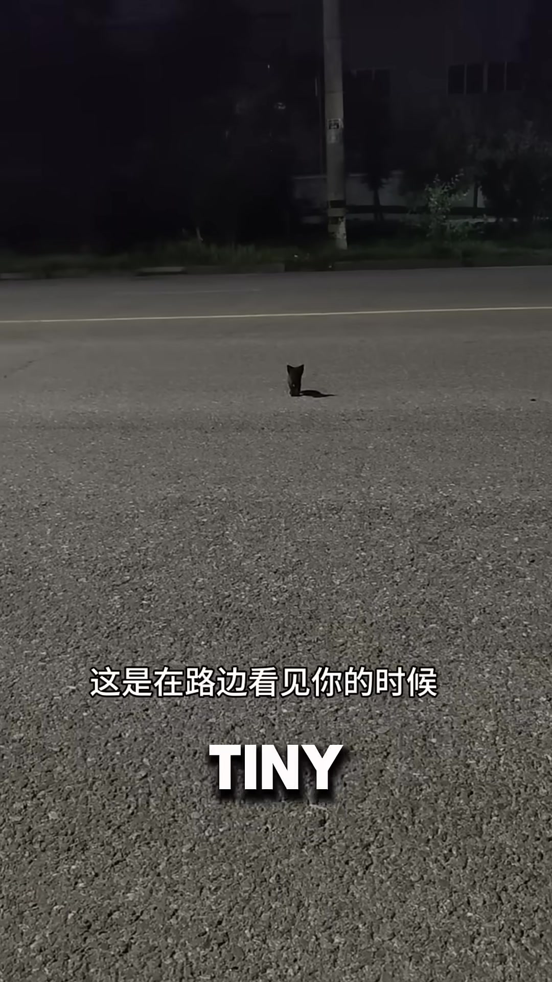 A tiny kitten emerges from the darkness, running toward a man's outstretched hand.