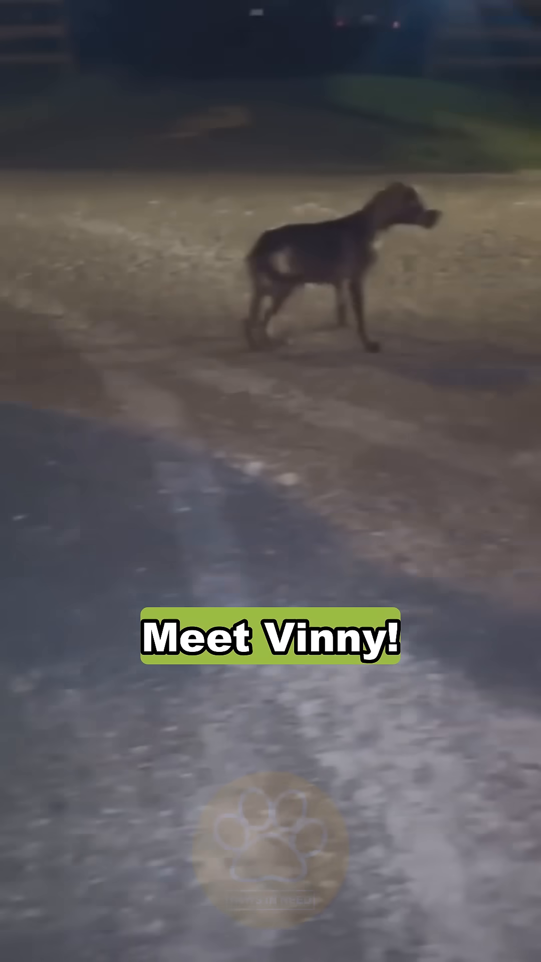 A thin, brown dog with a damaged muzzle stands in the dim light.