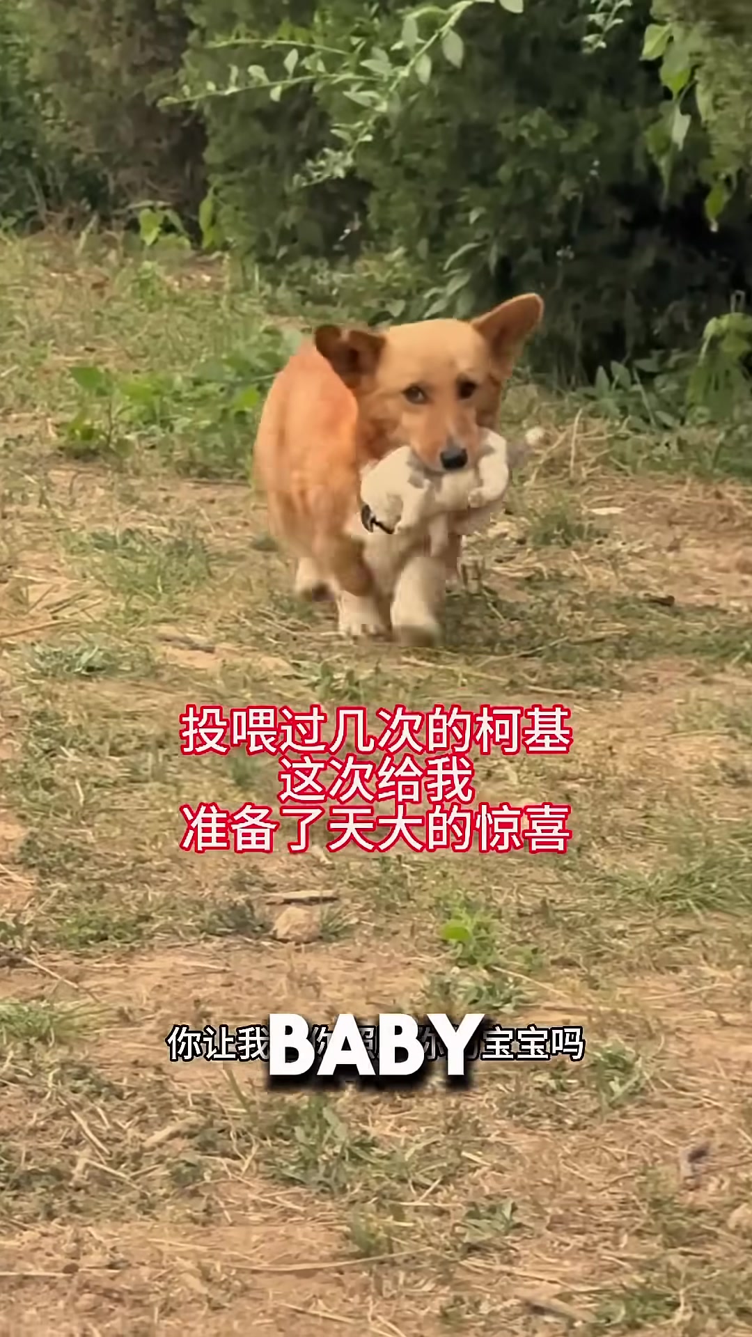 A mother dog gently placing her puppy into a man's open hands.