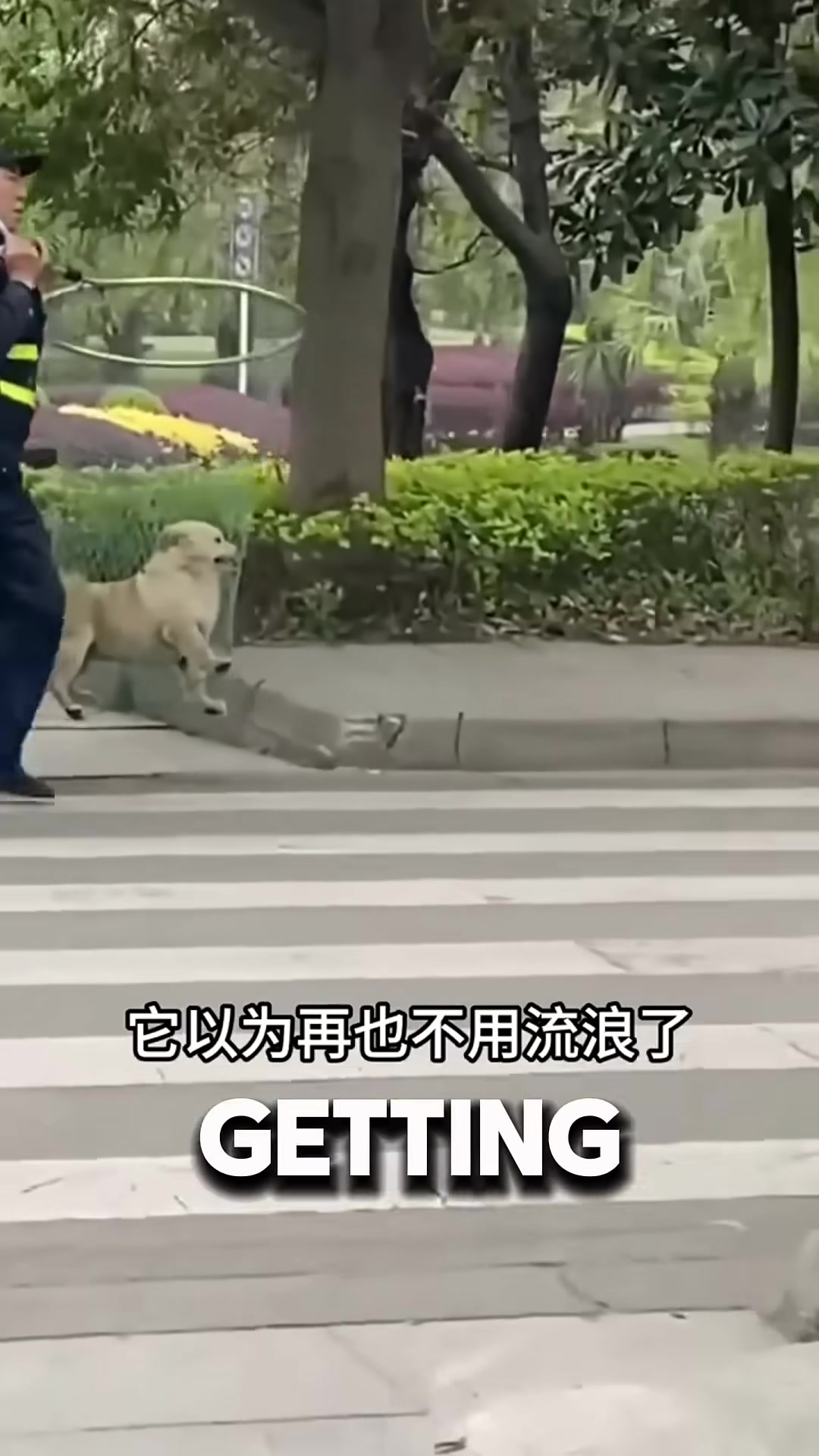 A smiling dog on a college campus, tail wagging, looking up at students.