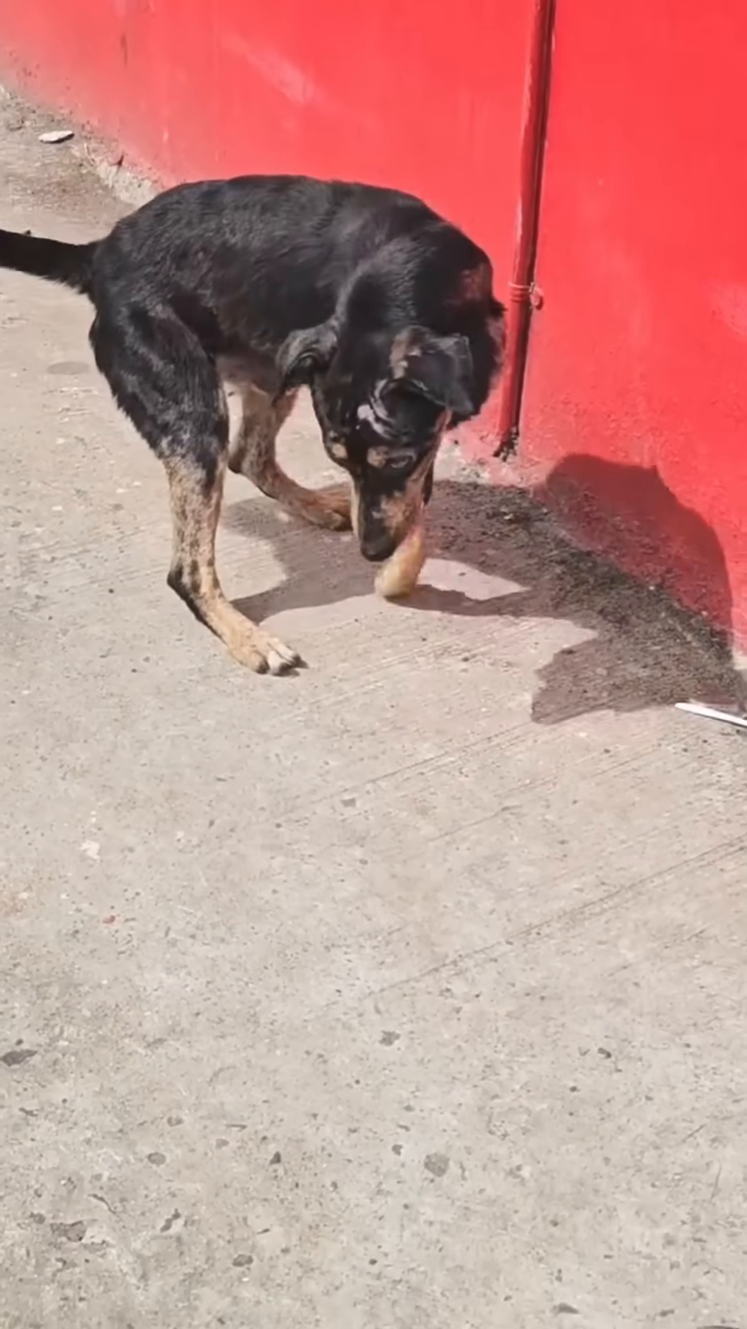 A black and tan dog with a visibly twisted spine stands on a concrete surface, looking down.