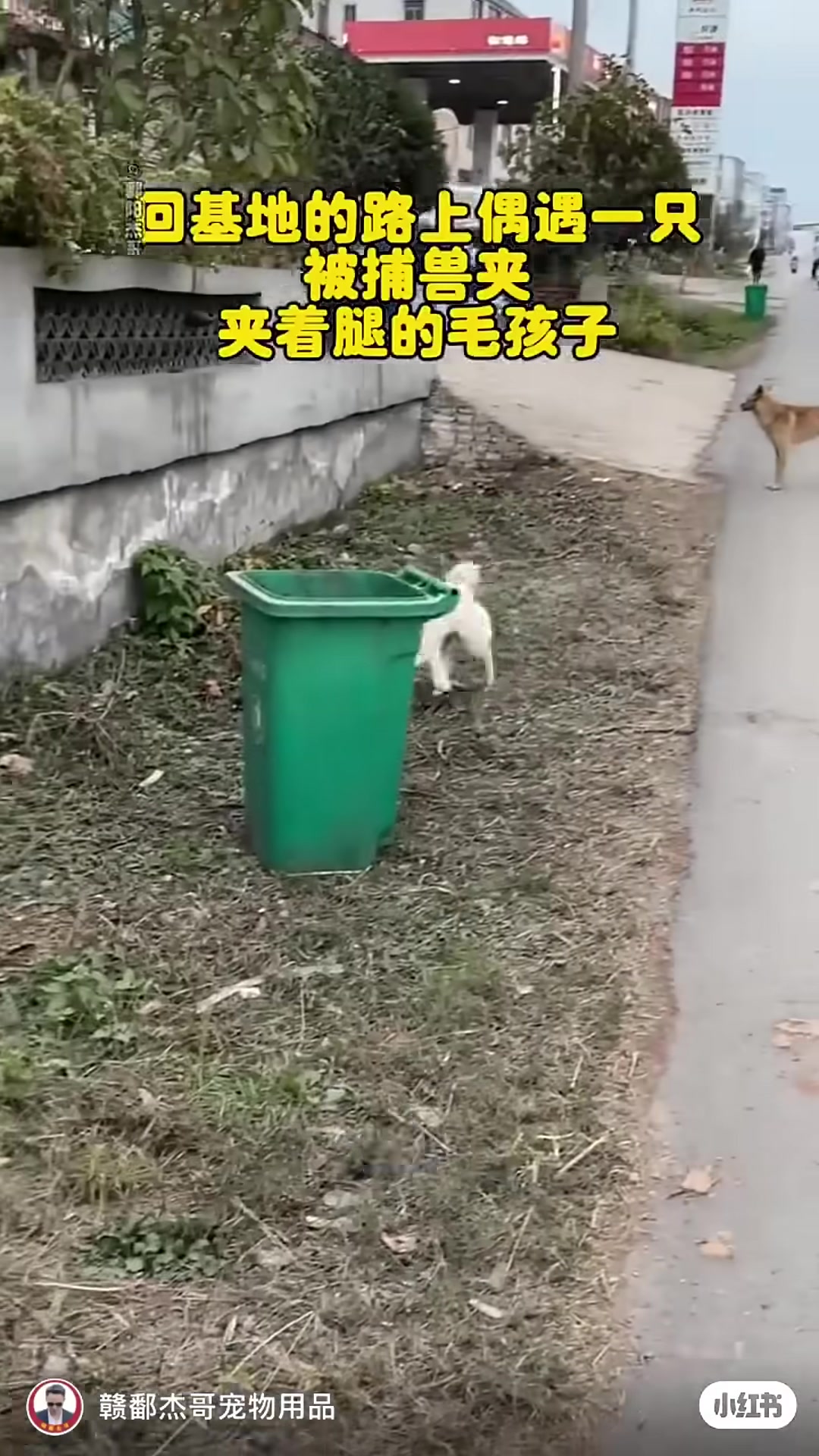 A dog with a mousetrap stuck on its paw runs frantically through a village street.