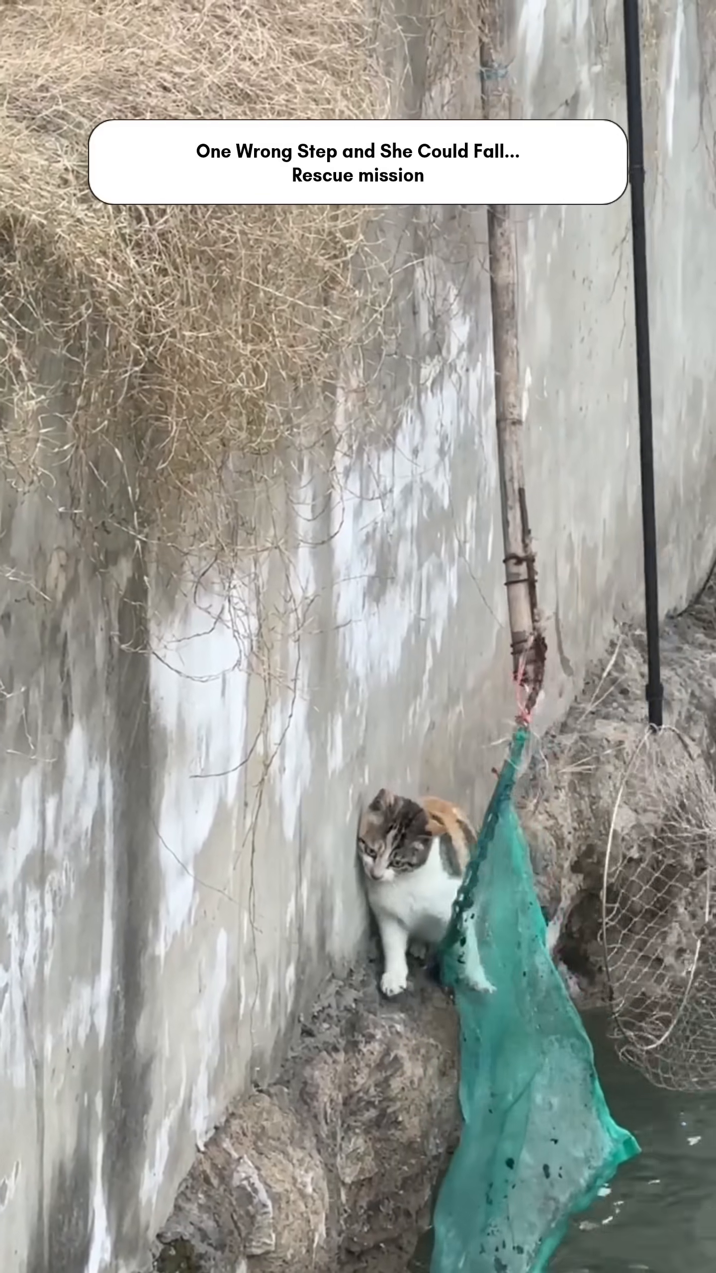 A calico cat looks terrified, perched on a narrow ledge above water.