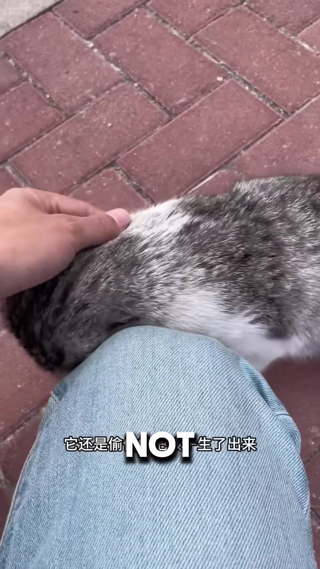 A pregnant stray cat sitting near a bowl of food, looking up at a man.