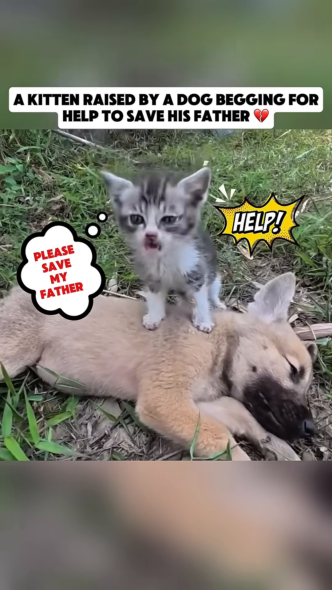 A small, distressed kitten stands on a larger, unconscious dog, meowing loudly.