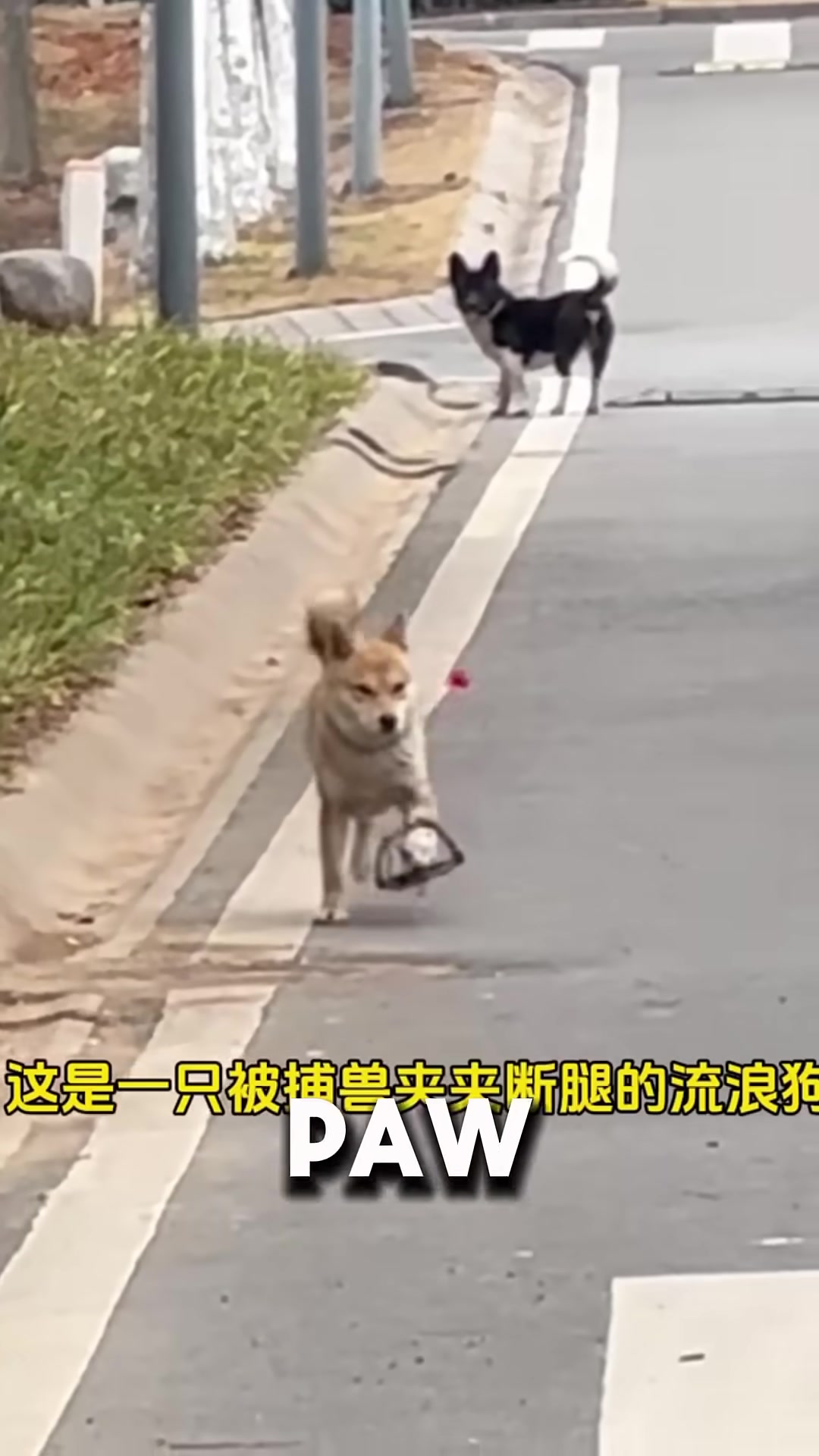 A frightened stray dog limping through an empty street, his injured paw visible.