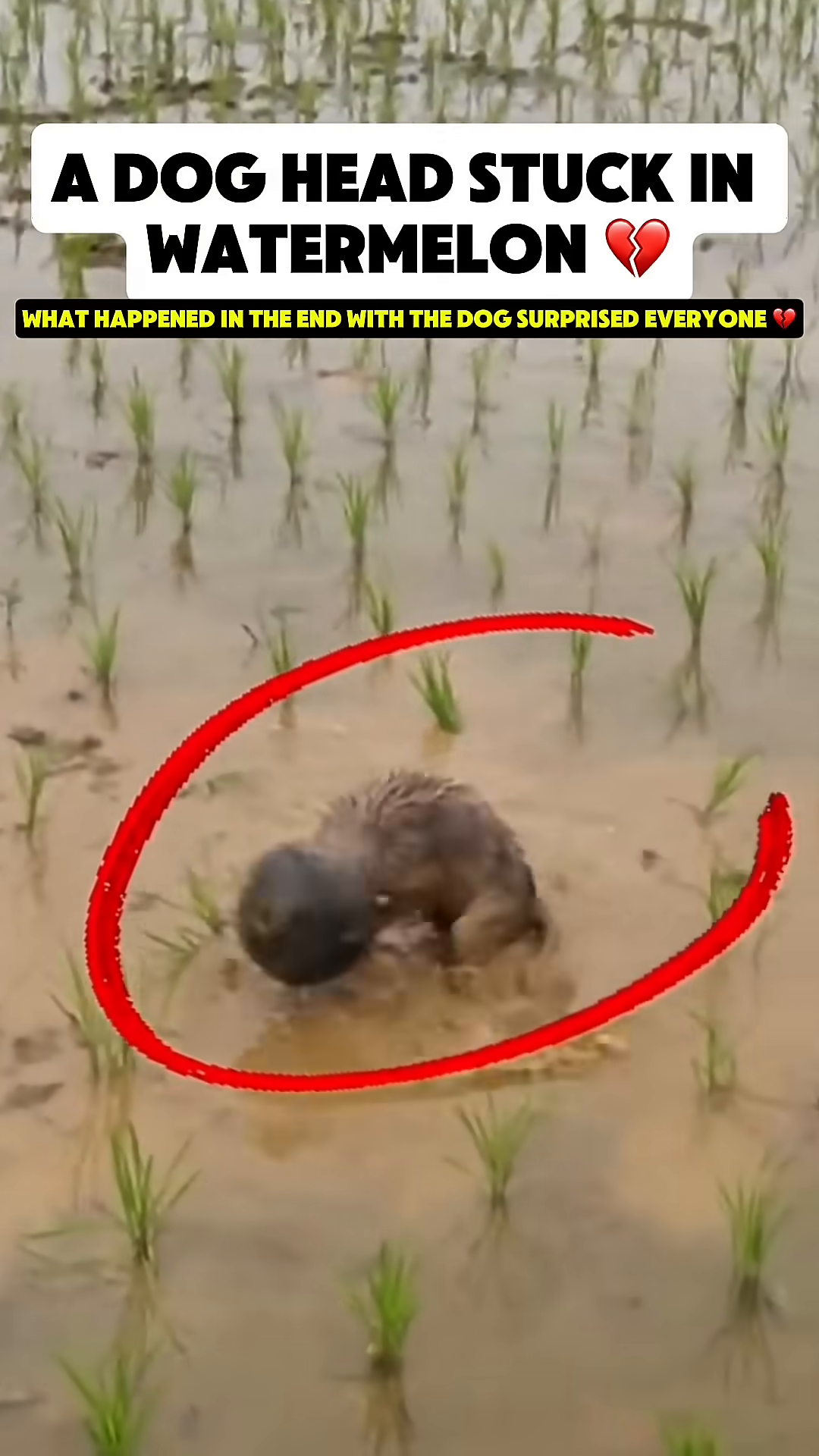 A small, muddy puppy with its head stuck inside a dark, round object in a flooded rice field.