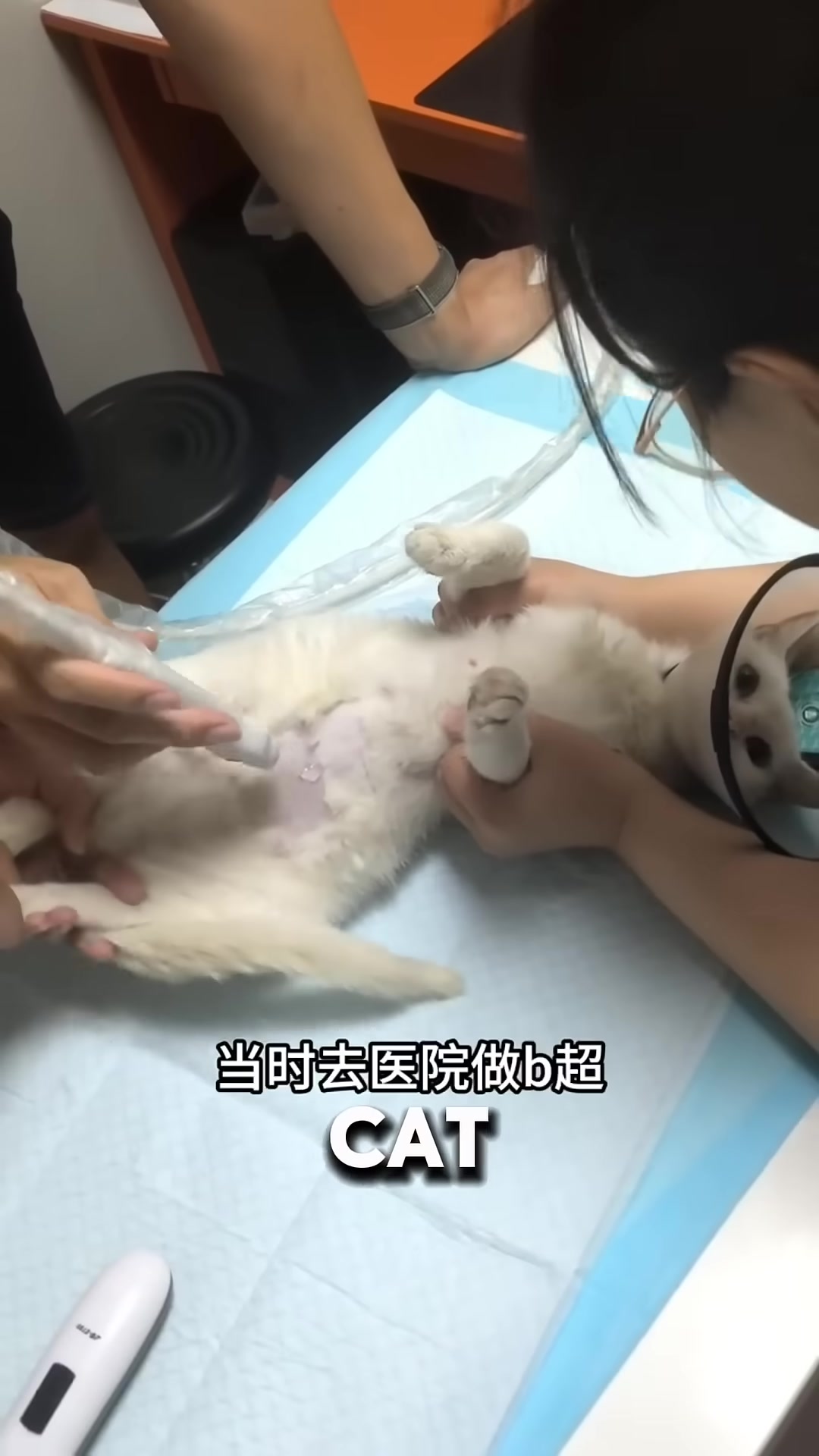 A woman gently holding a pregnant stray cat at the vet's office.