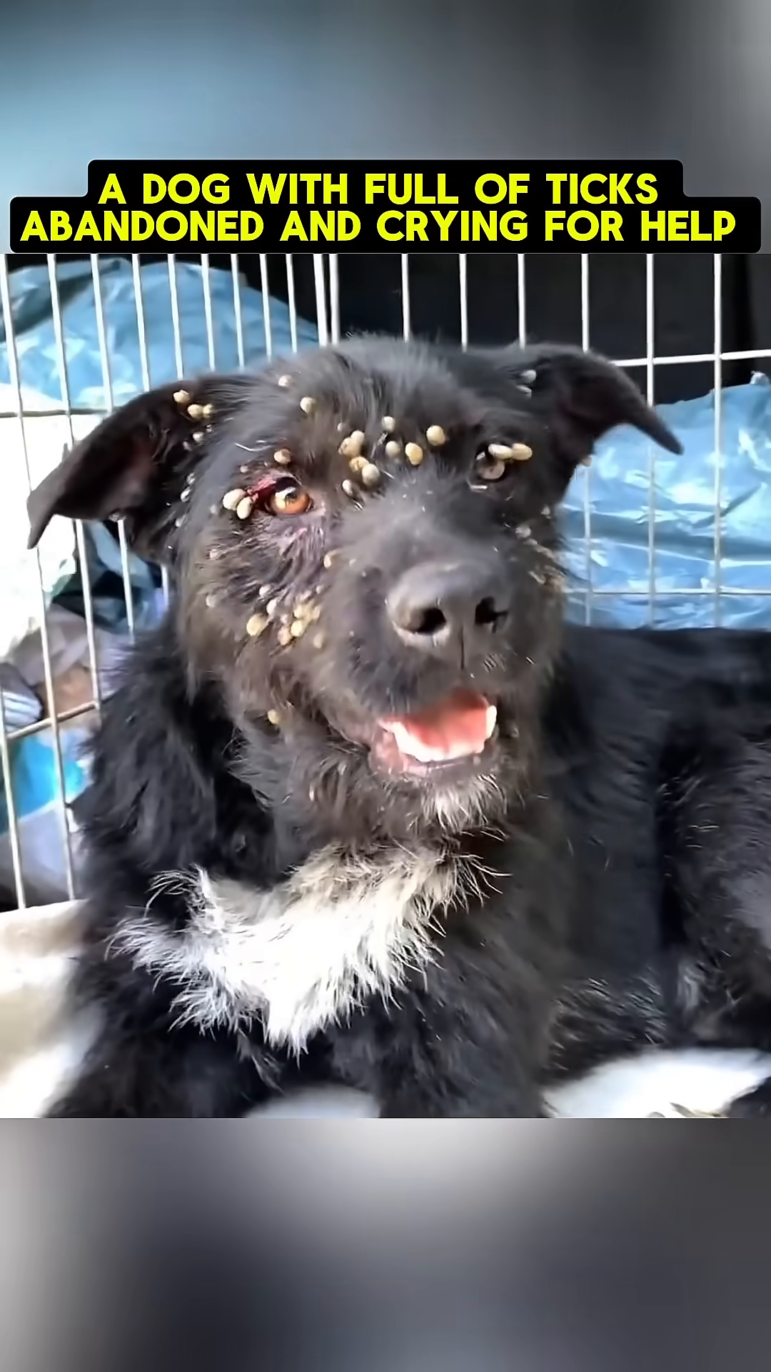 A black dog with its face and body covered in numerous ticks, looking distressed.