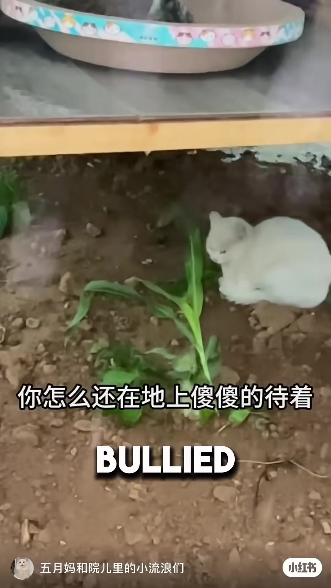 A white cat sitting alone under a cat house while other cats ignore him.