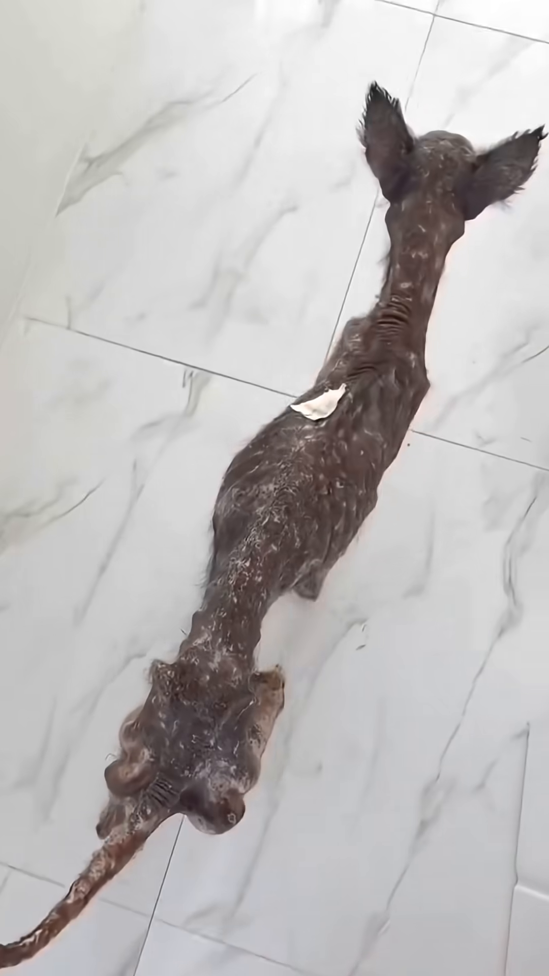 A severely emaciated senior dog lying on the floor, her ribs clearly visible.