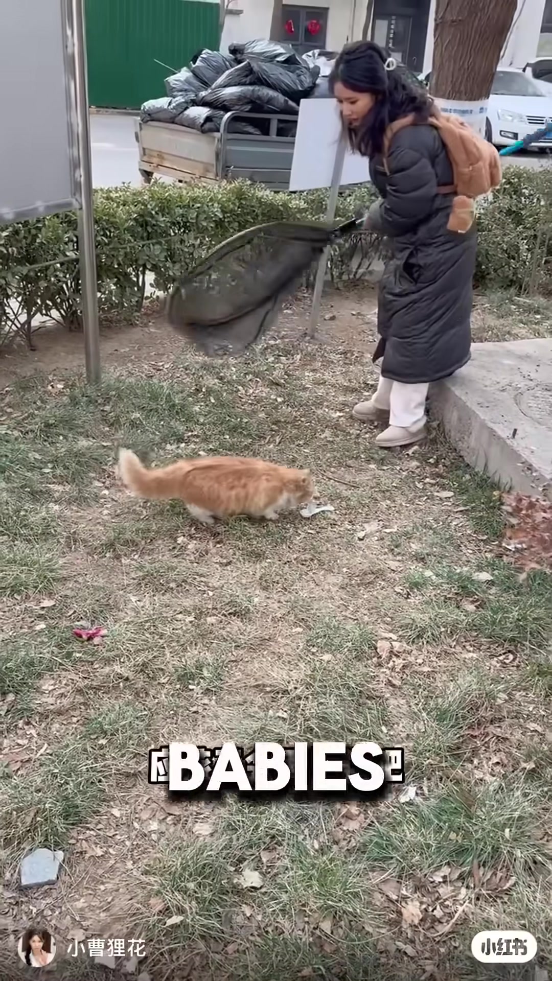 An orange cat cautiously eating from a bowl in the winter snow.
