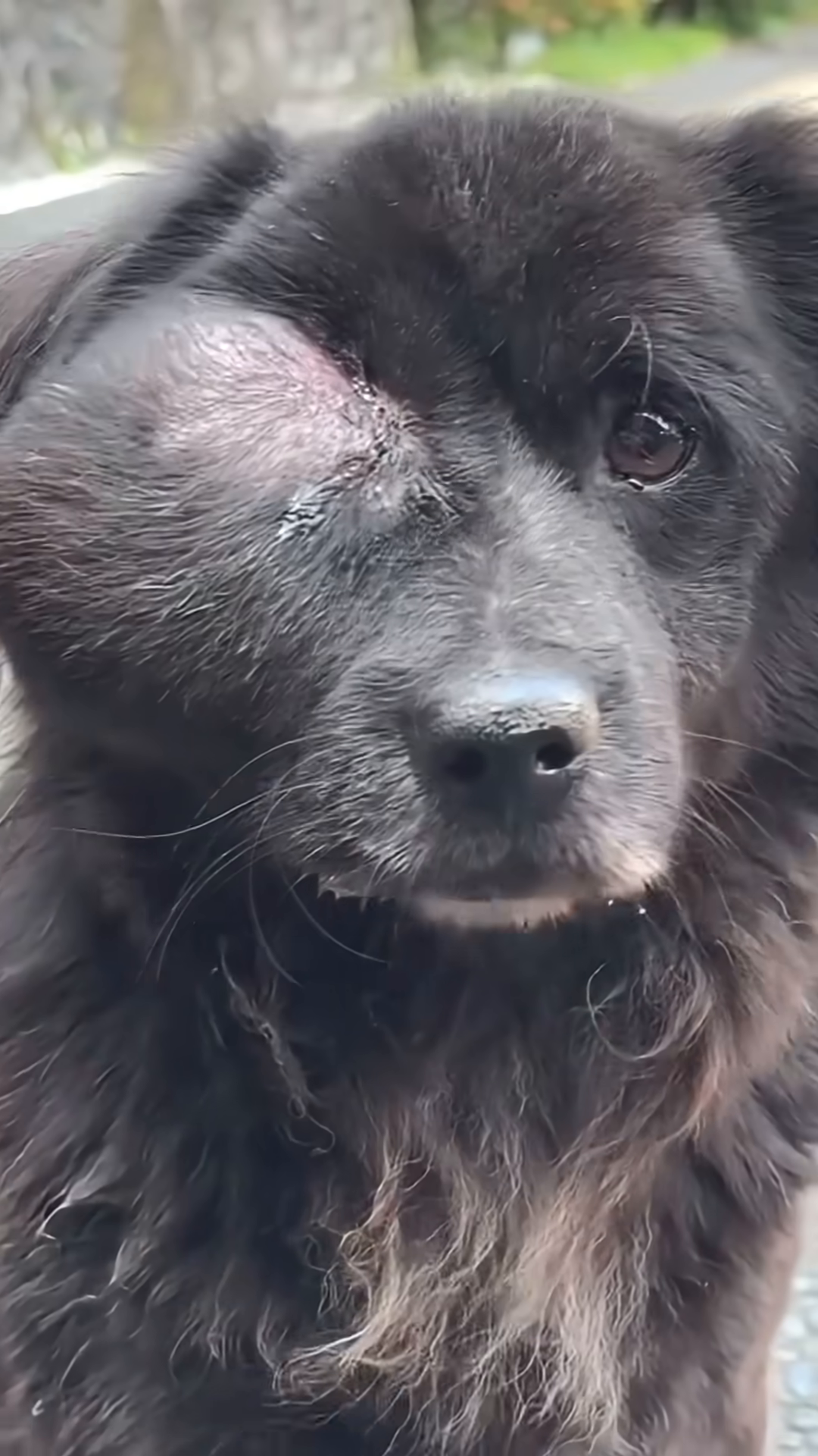 A close-up of Mochi, a black dog with a large, swollen mass obscuring his right eye.